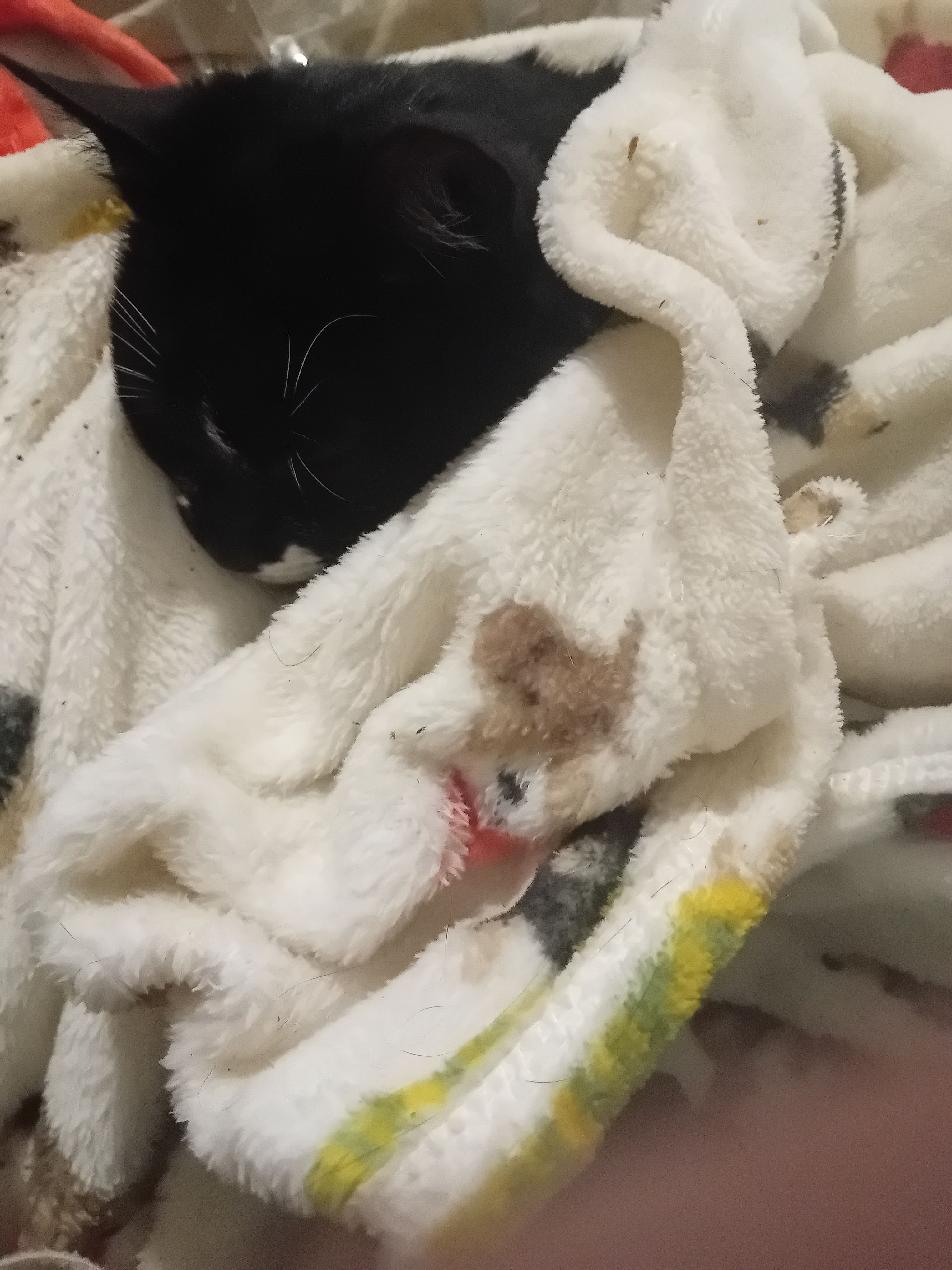 Maisie - Woodhaye Close, South Brent