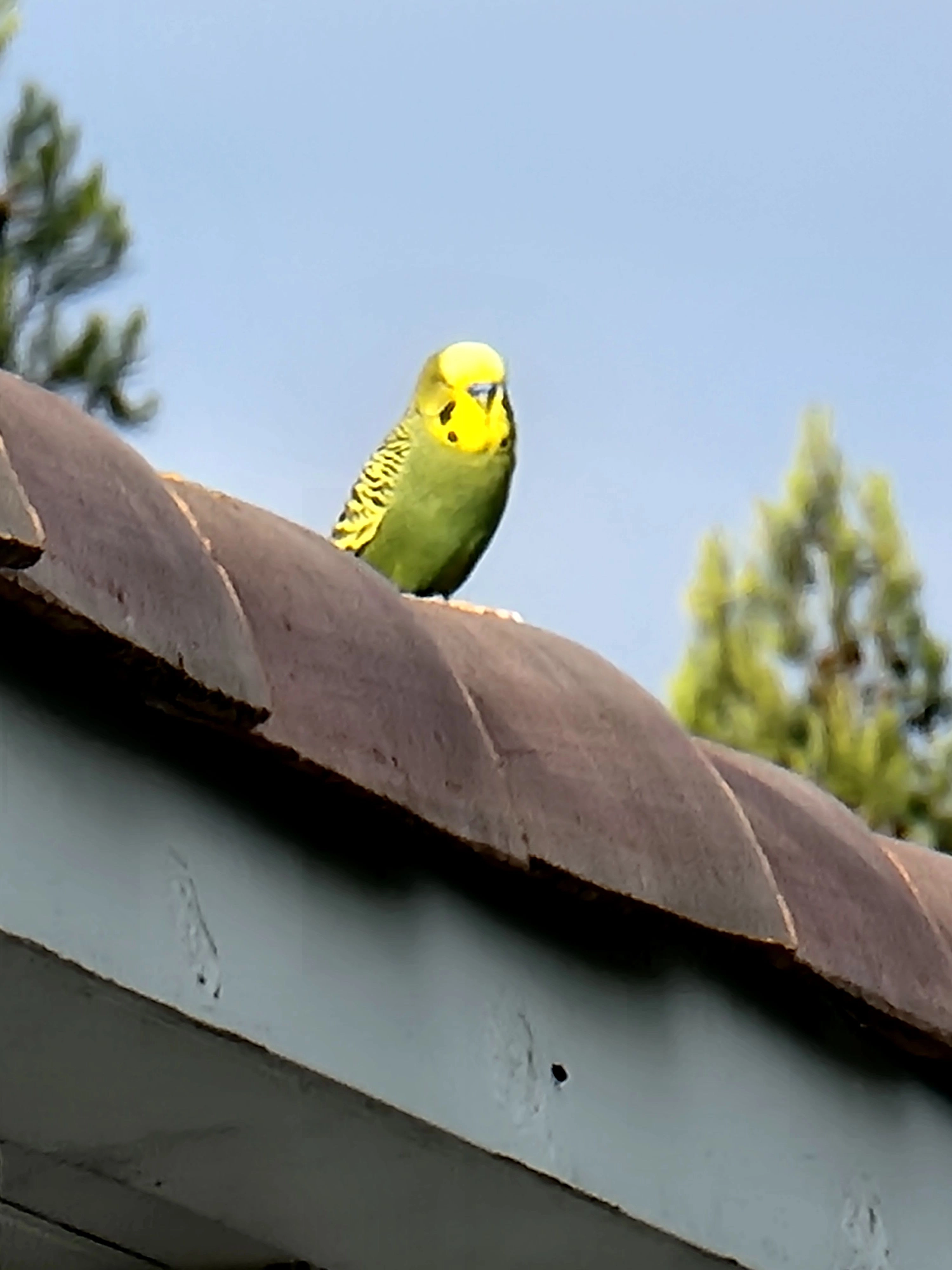 Nom inconnu - La Pimparela, Palaja