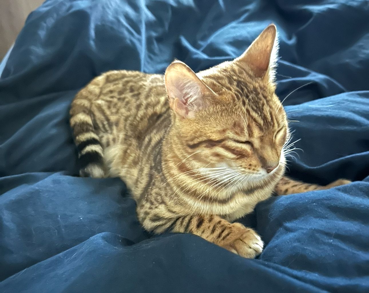 Vanille - Chemin De Carteron, Ugine