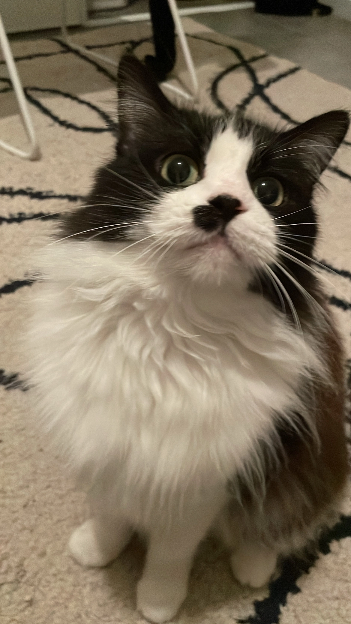 Chacha  - Rue Fontaine des Malades, Périgueux