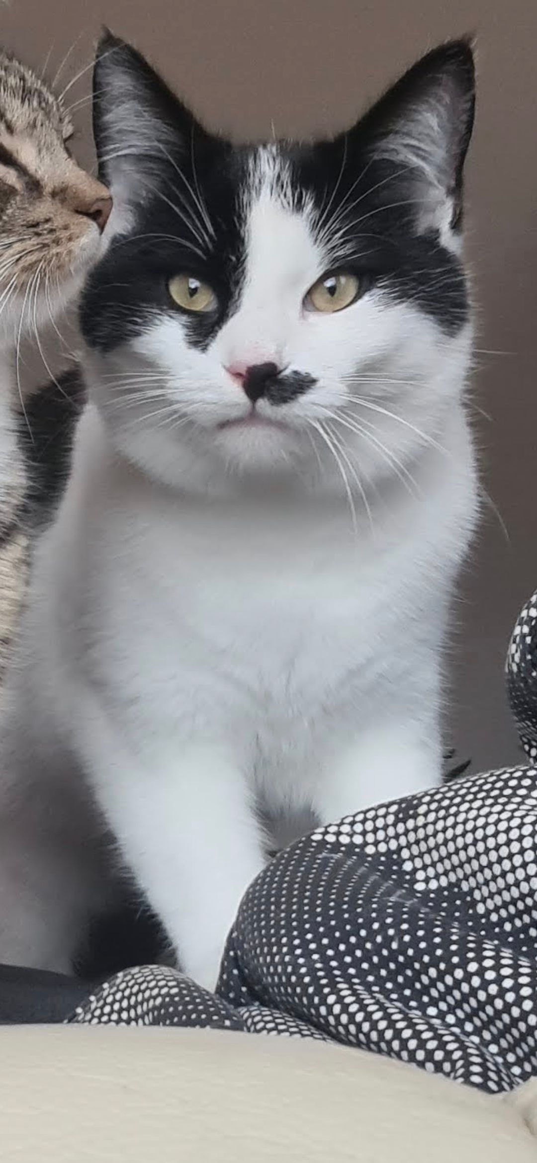 Alex - Parkweg, Freudenstadt