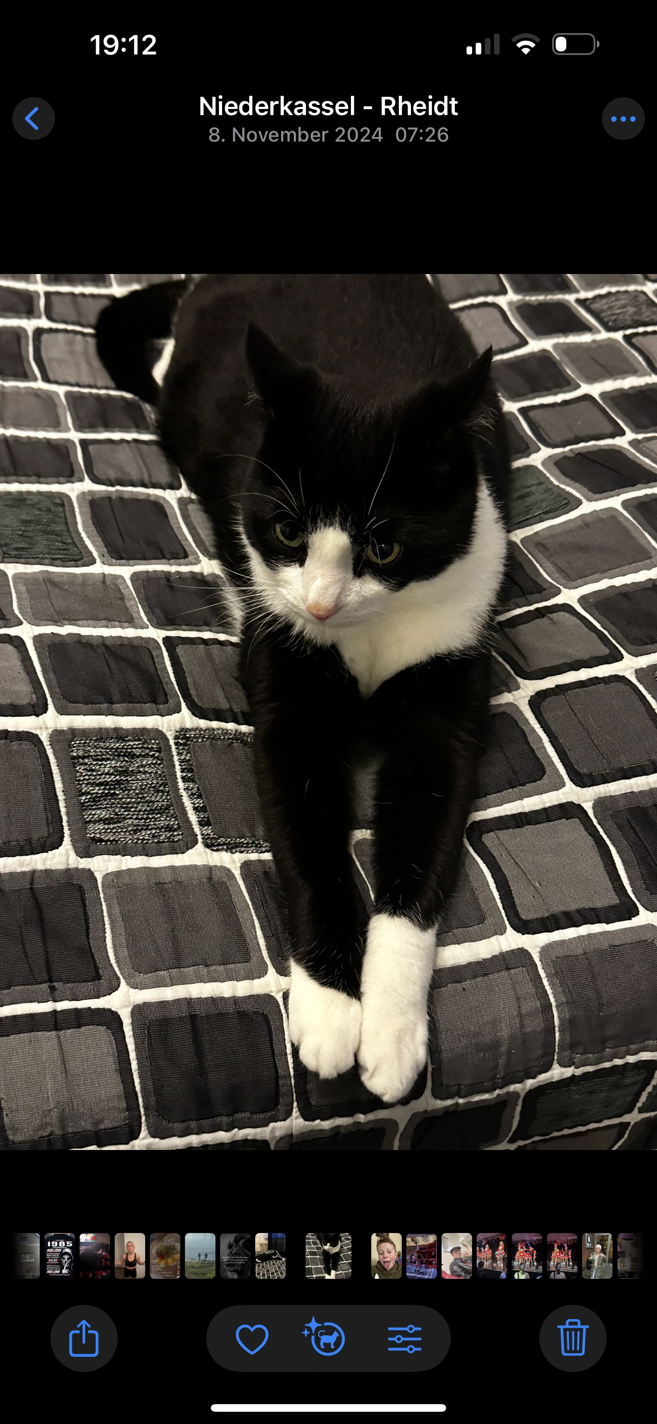 Lucky , sein Rufname Mäuse - Frankenstraße, Niederkassel