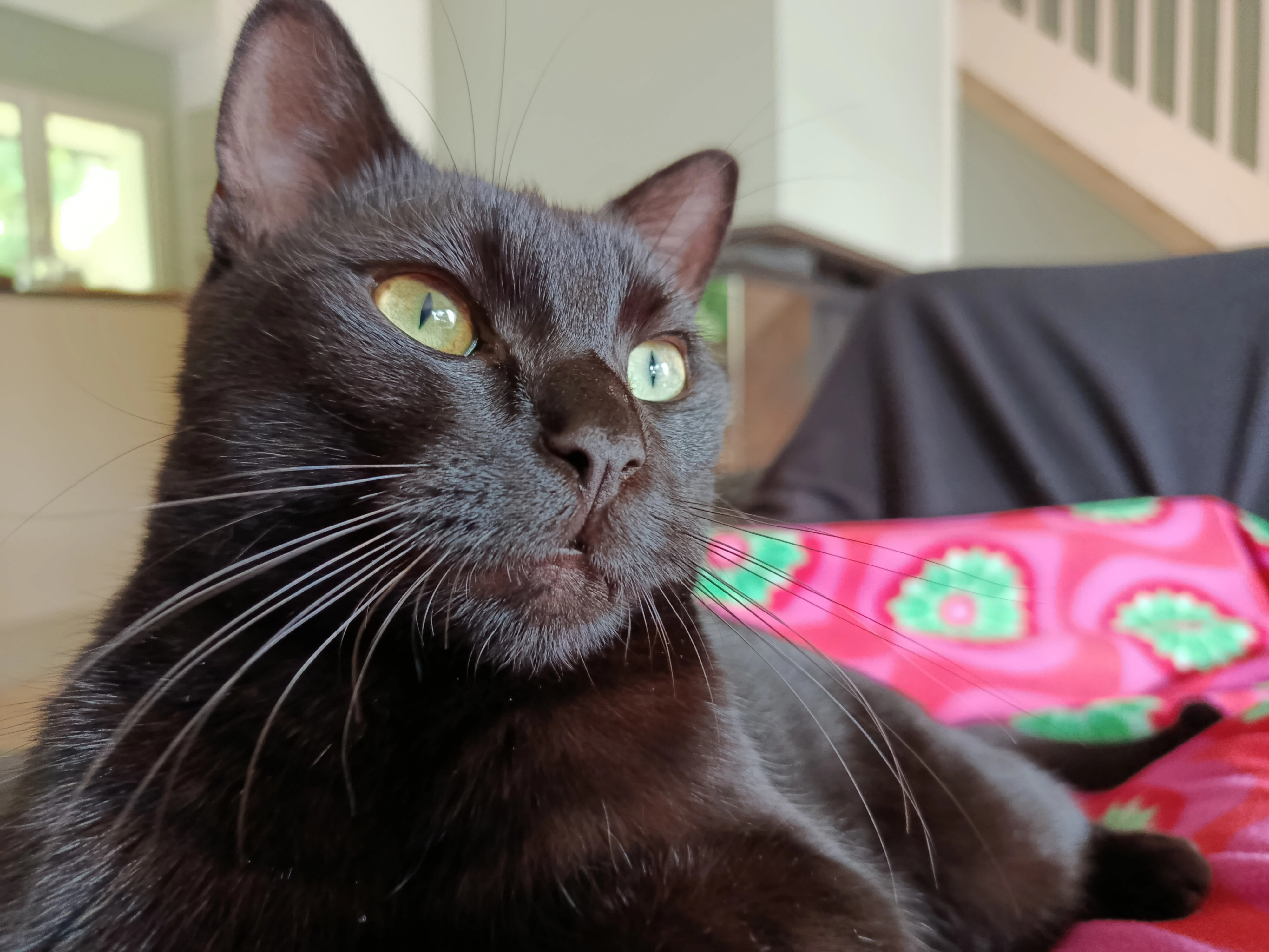 Némo  - Rue Des Rives Du Ter, Ploemeur