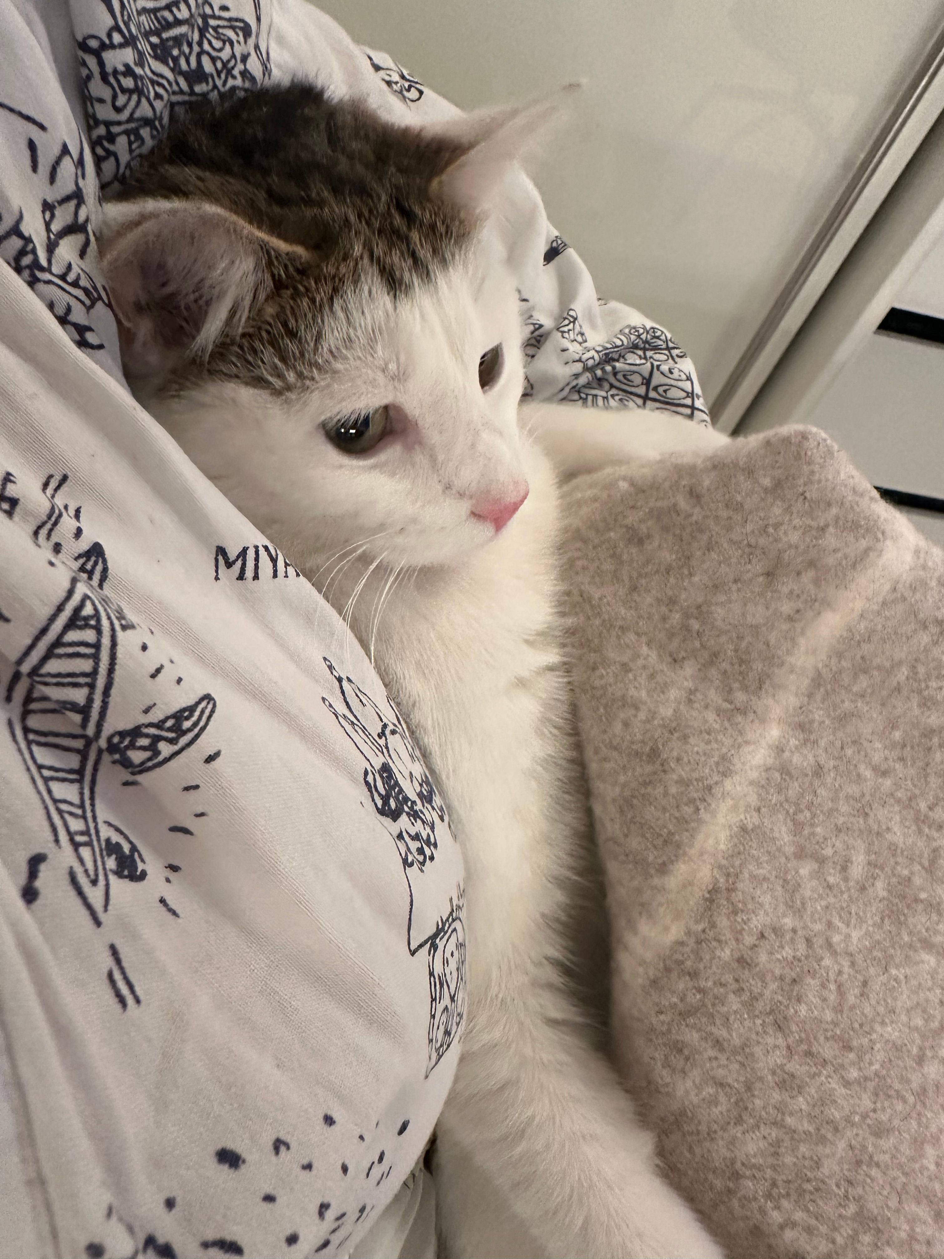 Coco - Vetschauer Straße 9, Burg