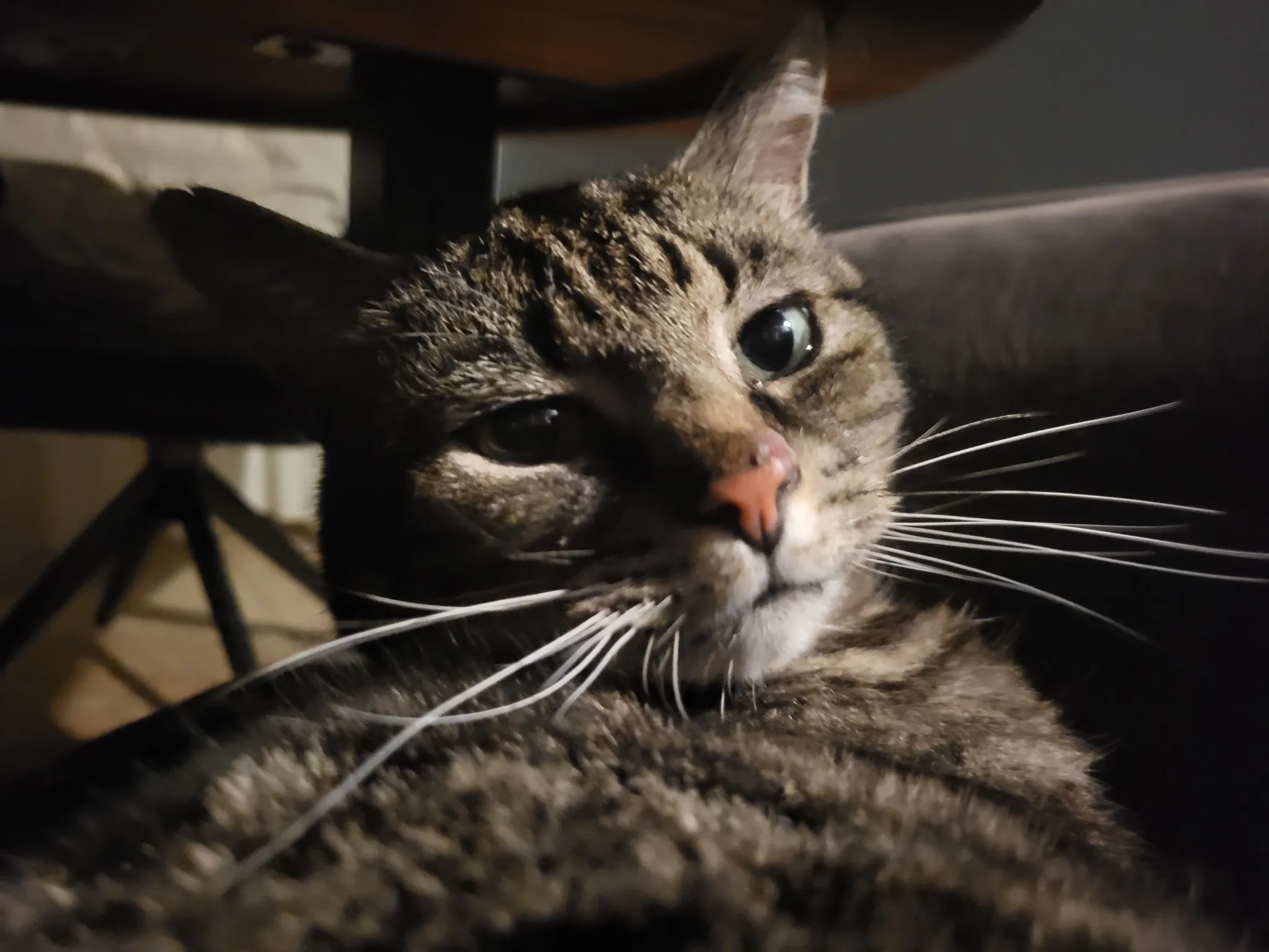 Chappie - Bredaseweg, Roosendaal