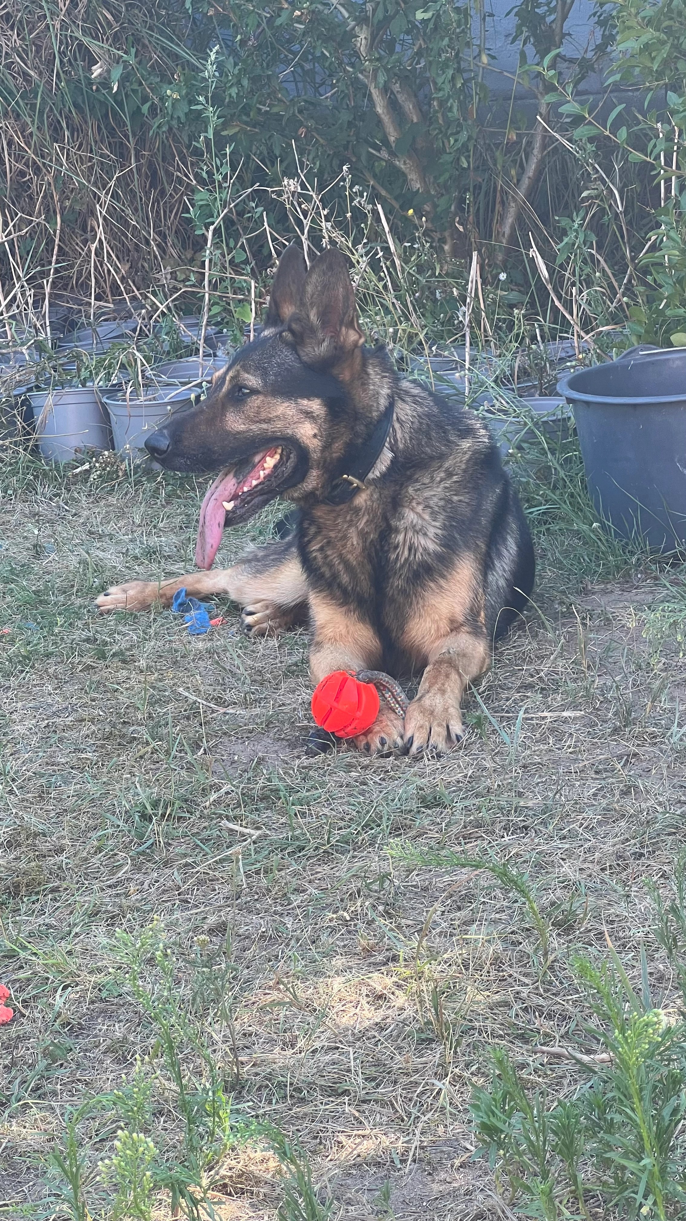 Cézár - Szőlő utca, Bag