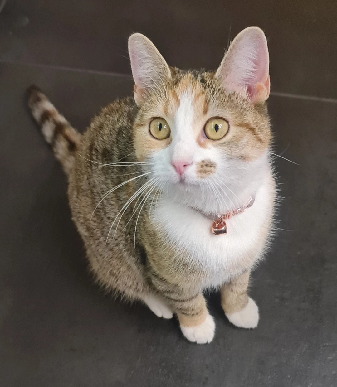 Nala - Birnenweg, Arneburg