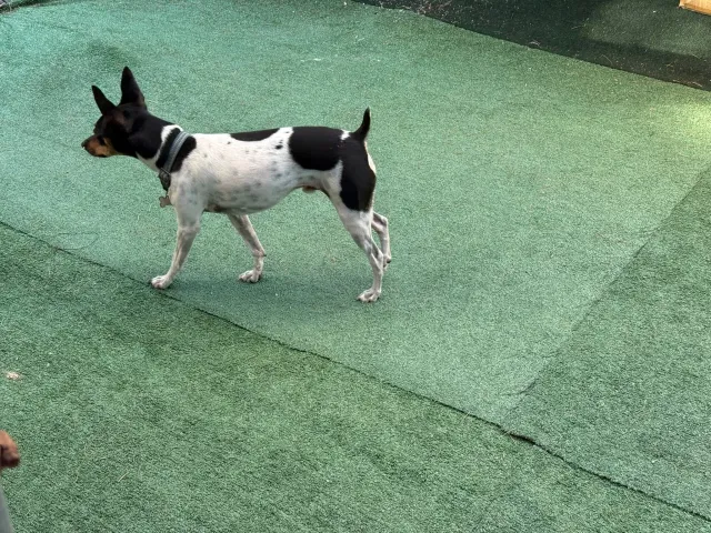 Comet - Dadis Way, San Jose