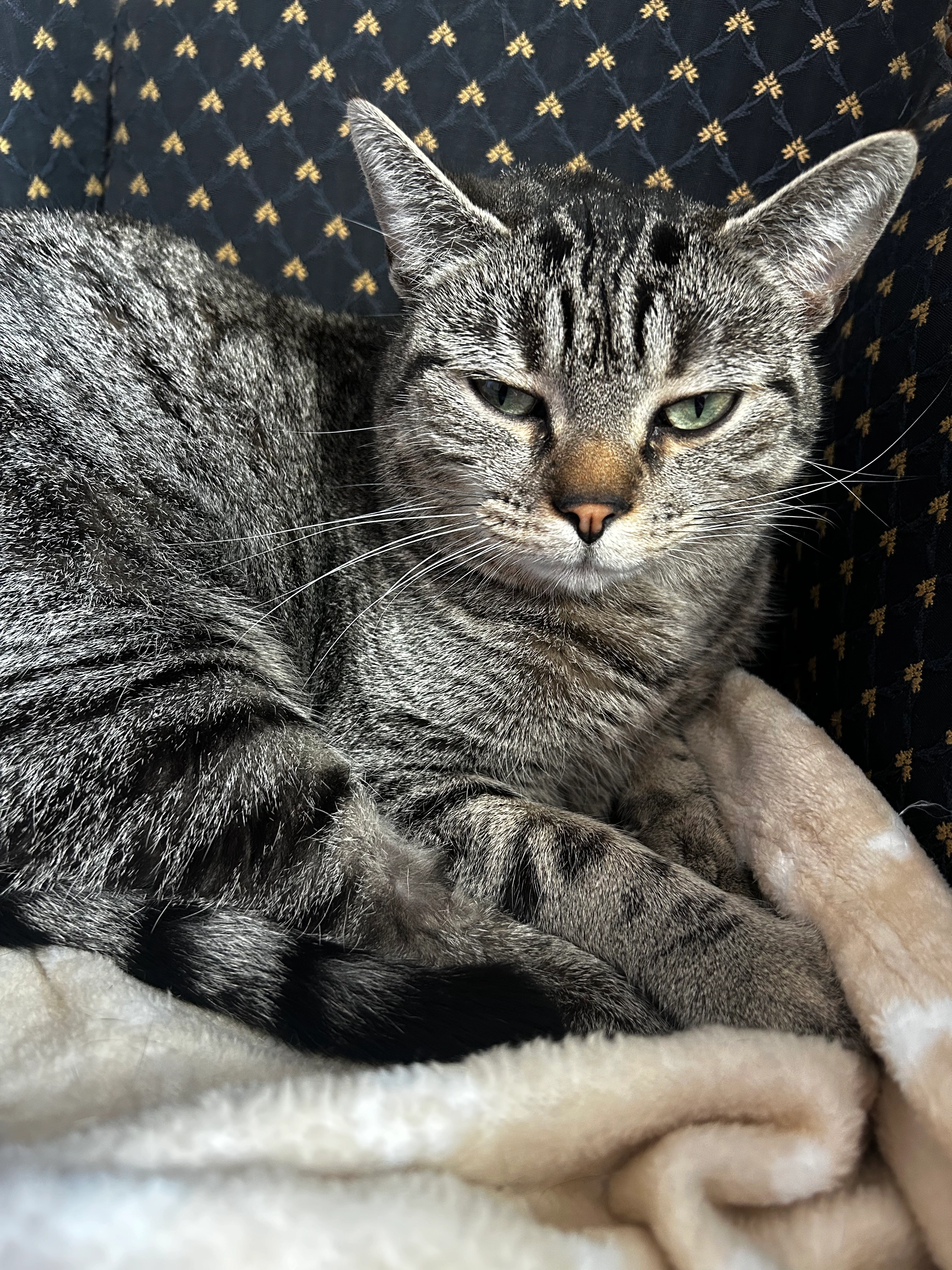 Lizzie - Gentsestraat 106, Geraardsbergen