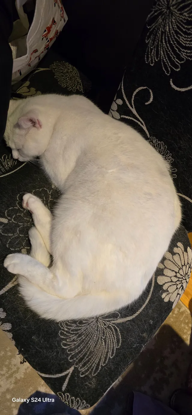 Toby - Westbury Road, Buckhurst Hill