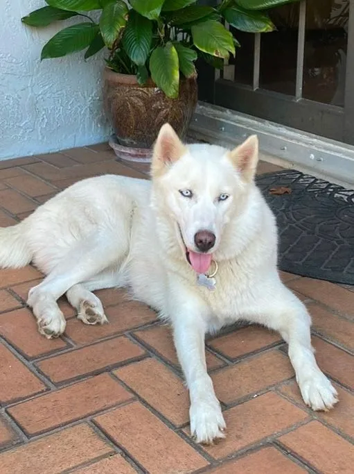 luna - 14311 SW 183rd Ter, Miami