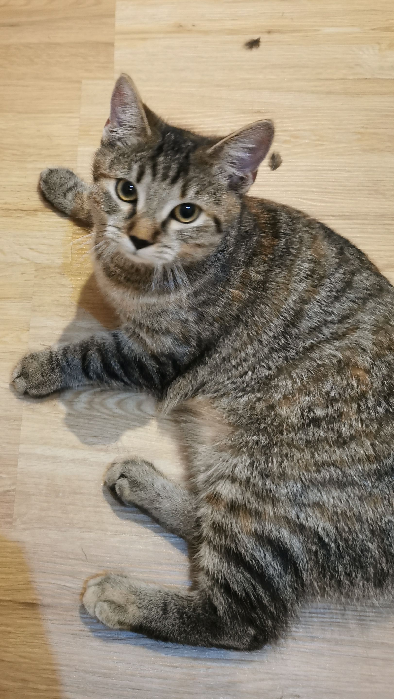 Gina - Kalchgruberstraße 33, Freistadt