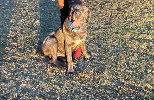 Thor - King Mill Rd, McDonough