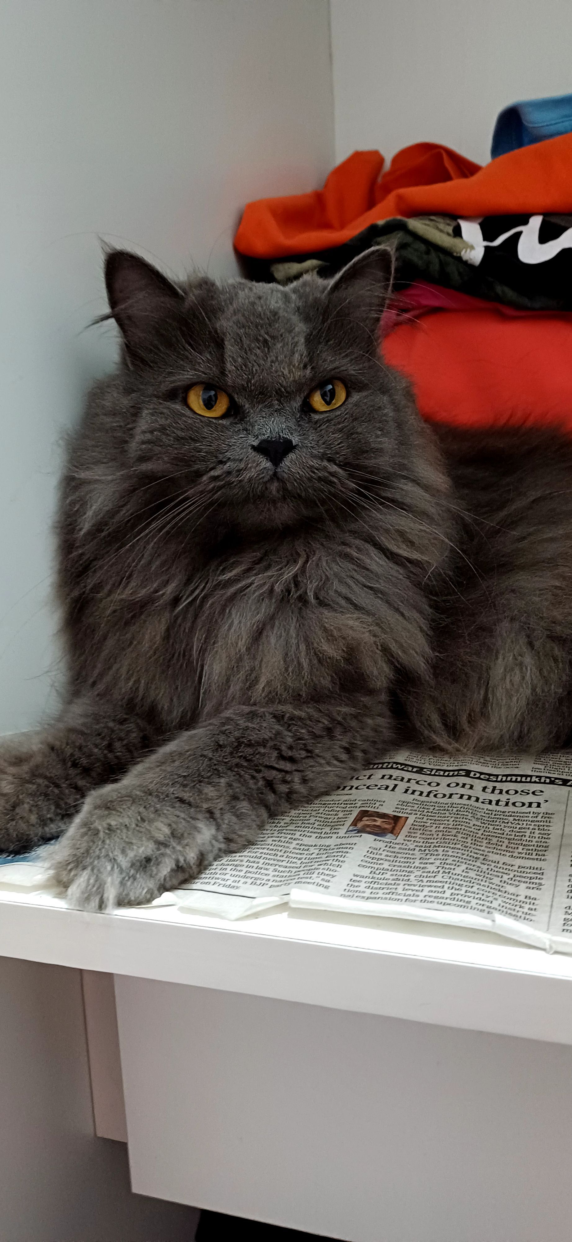 Mungi - Dharampeth, Nagpur