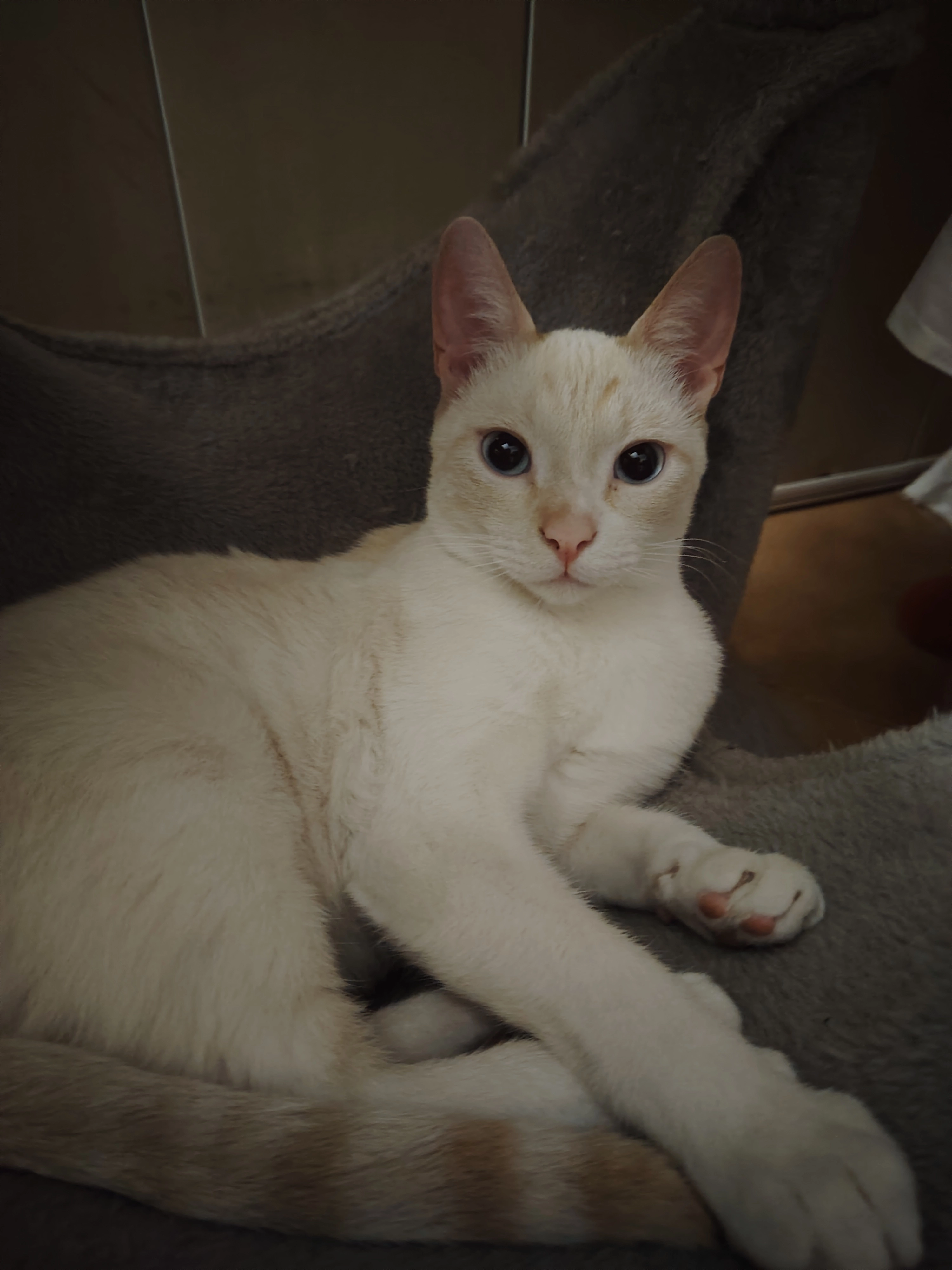 Olaf - Carrer De Tarragona, Terrassa