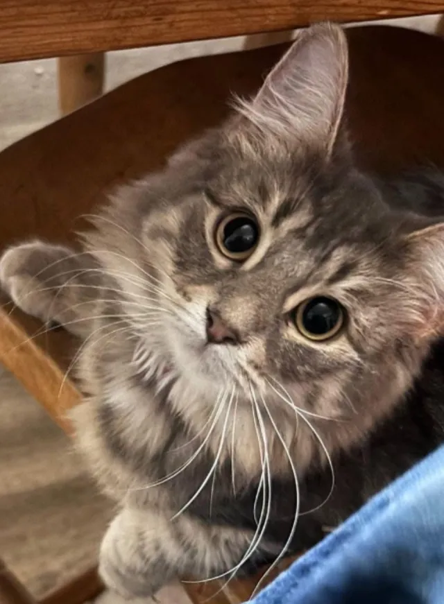 Pixie - Tickner Gate, Wokingham