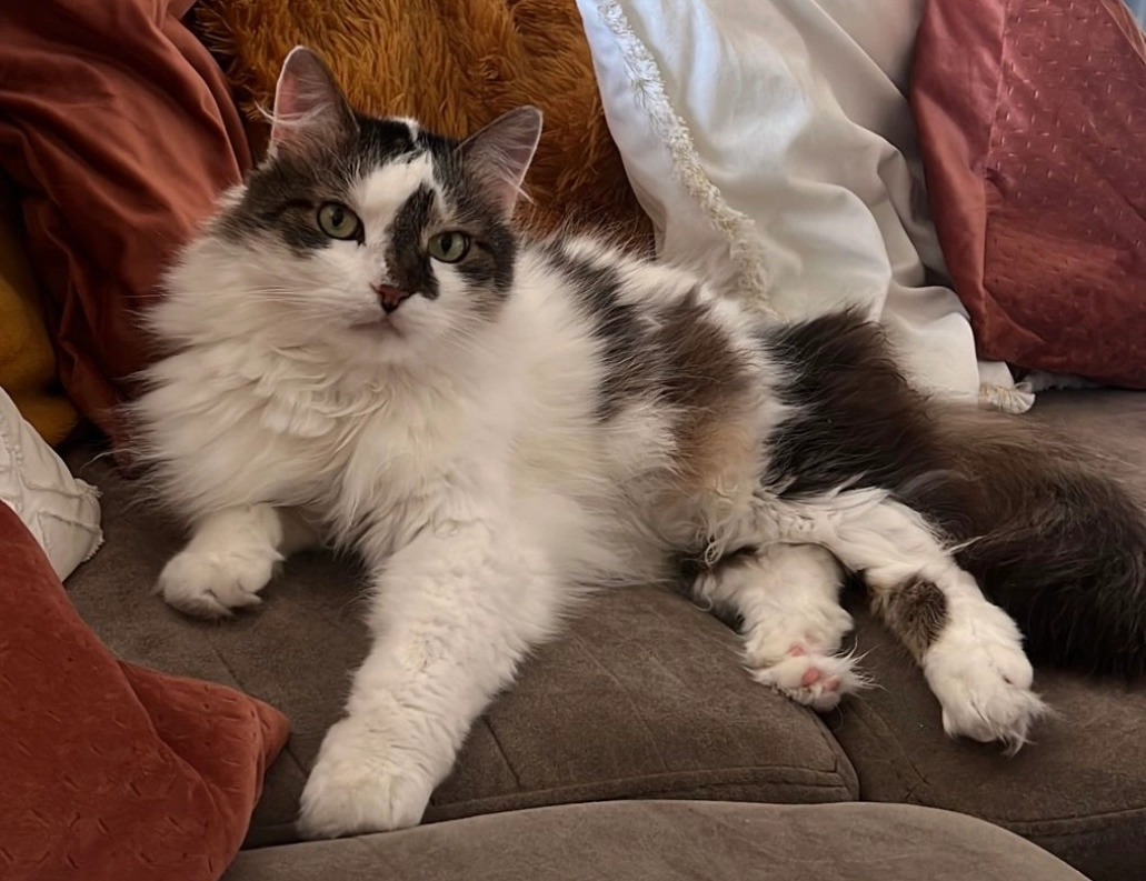 Simba - Meir, Antwerpen