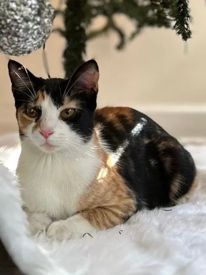 Melanie - LaGrange Grove Dr, Cordova