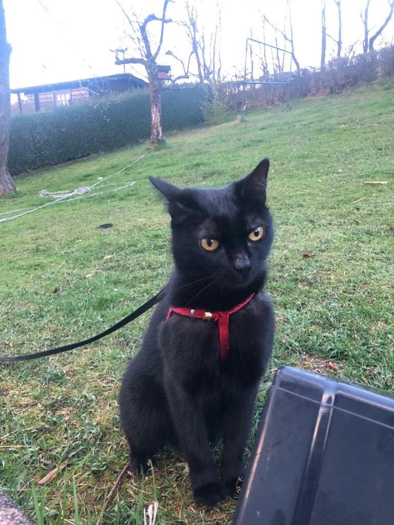 Puma - 63637, Jossgrund