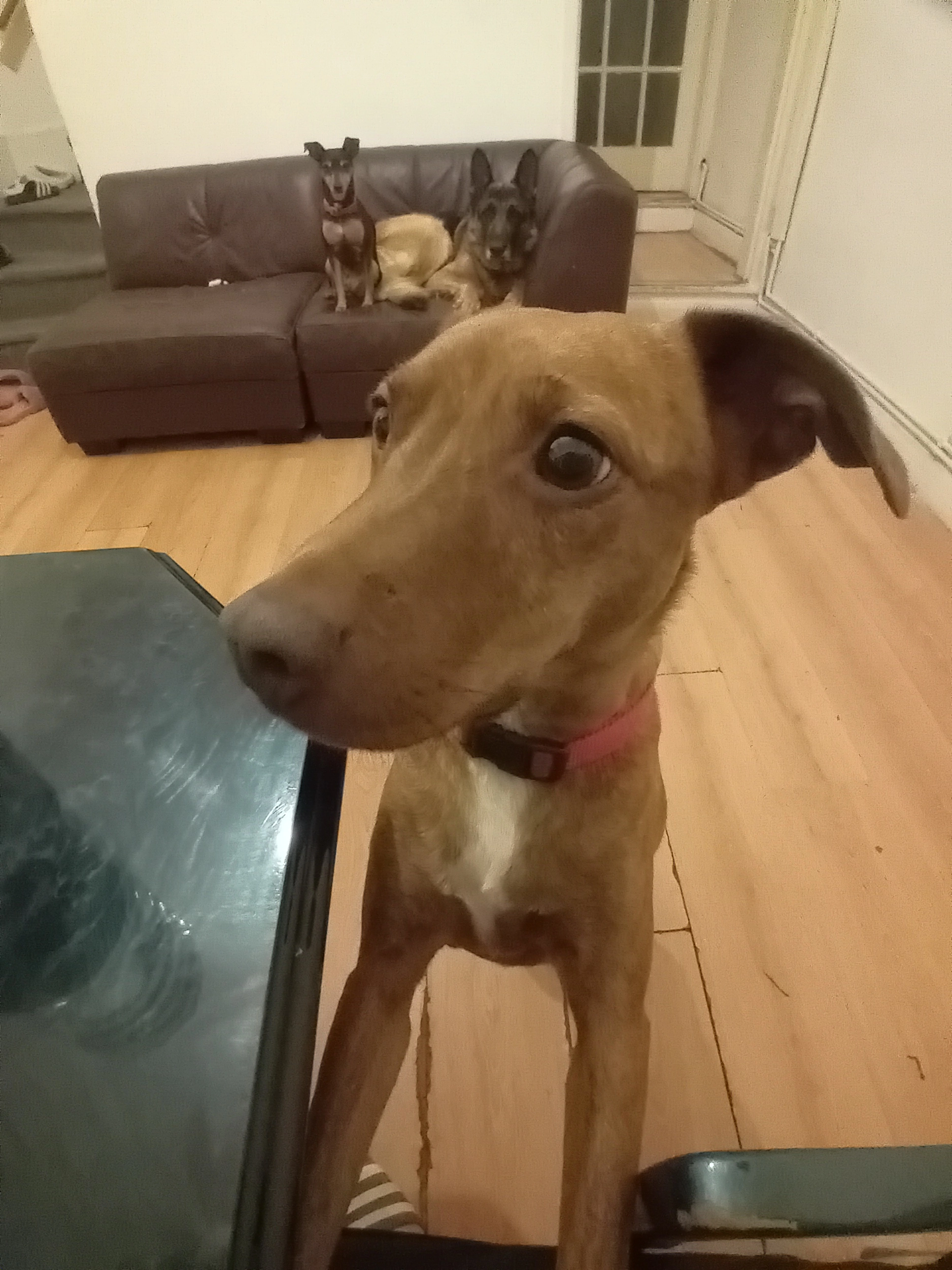 Lisa - Terry Road, Coventry