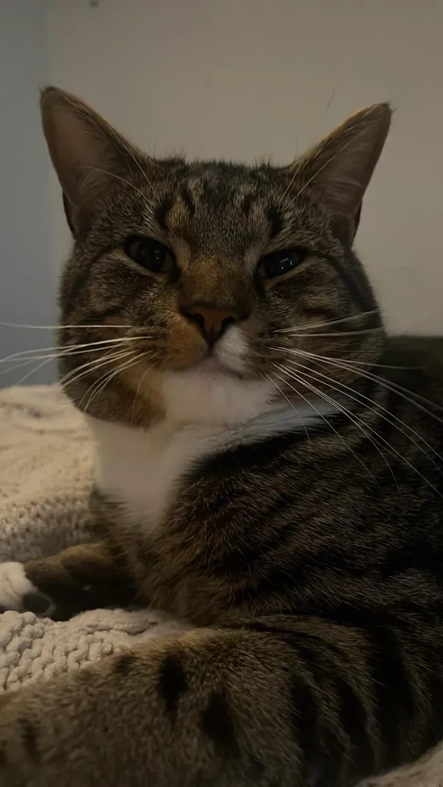 Barney - Denby Grange, Harlow