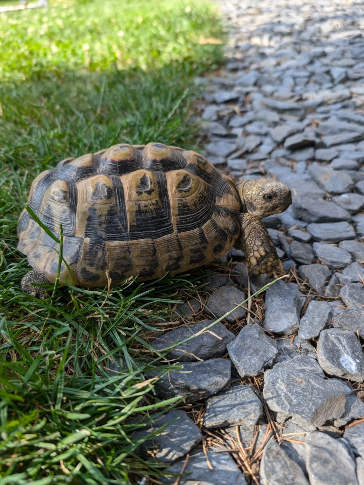 Horace - Rue De Nozay, Blain