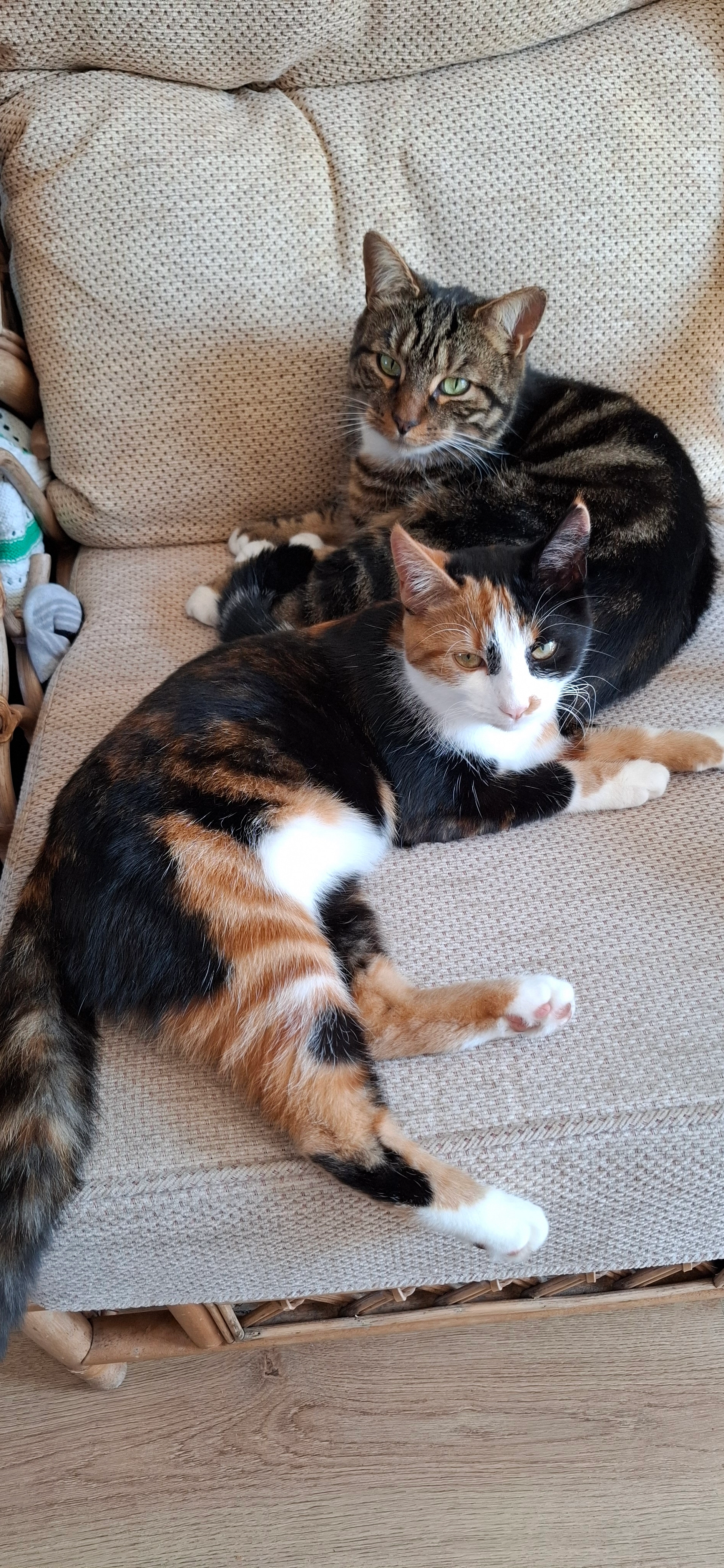 Maple - Colleen Close, Dereham