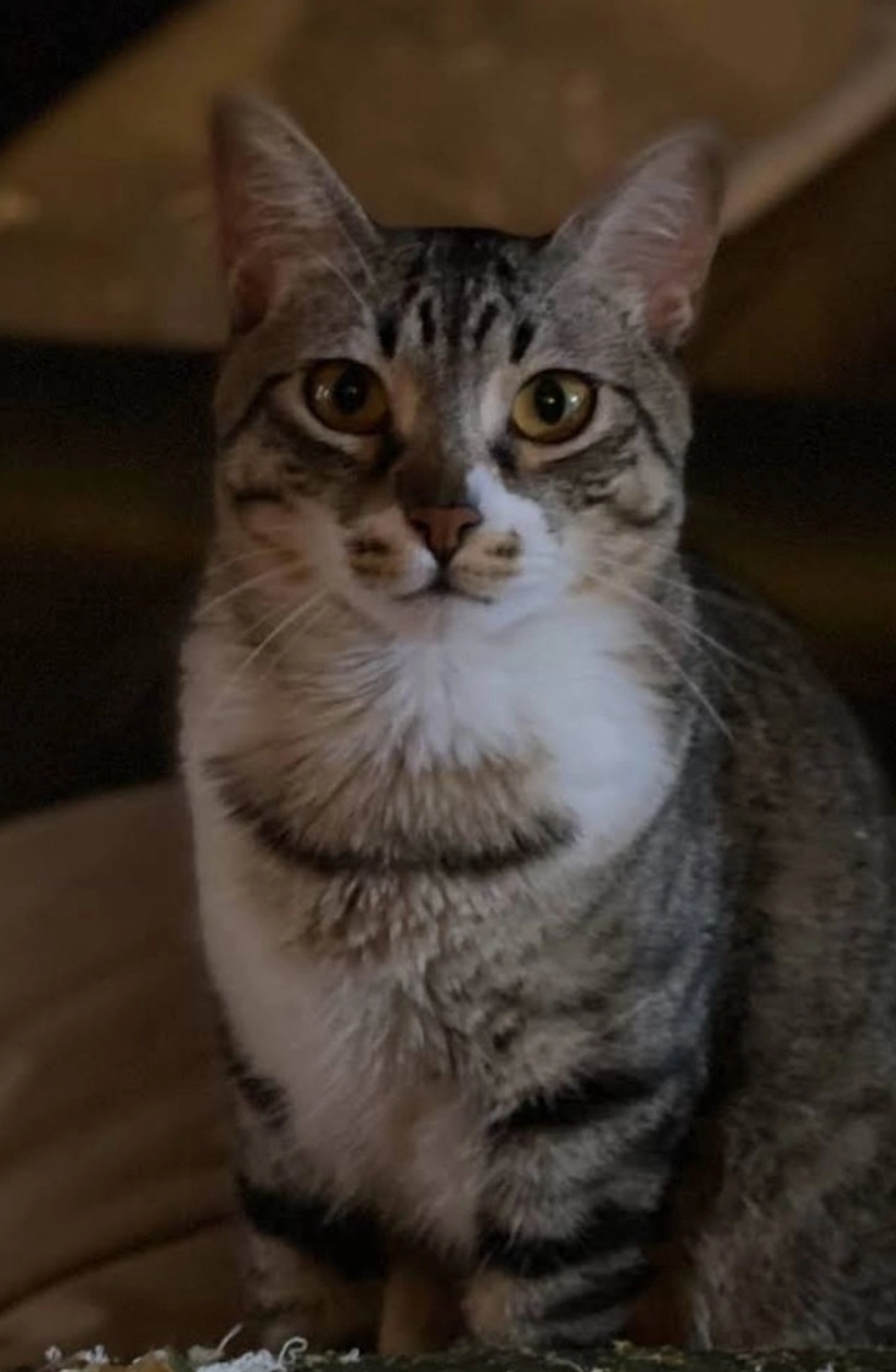 Lucy - Carrer de Vilardell 21, Barcelona