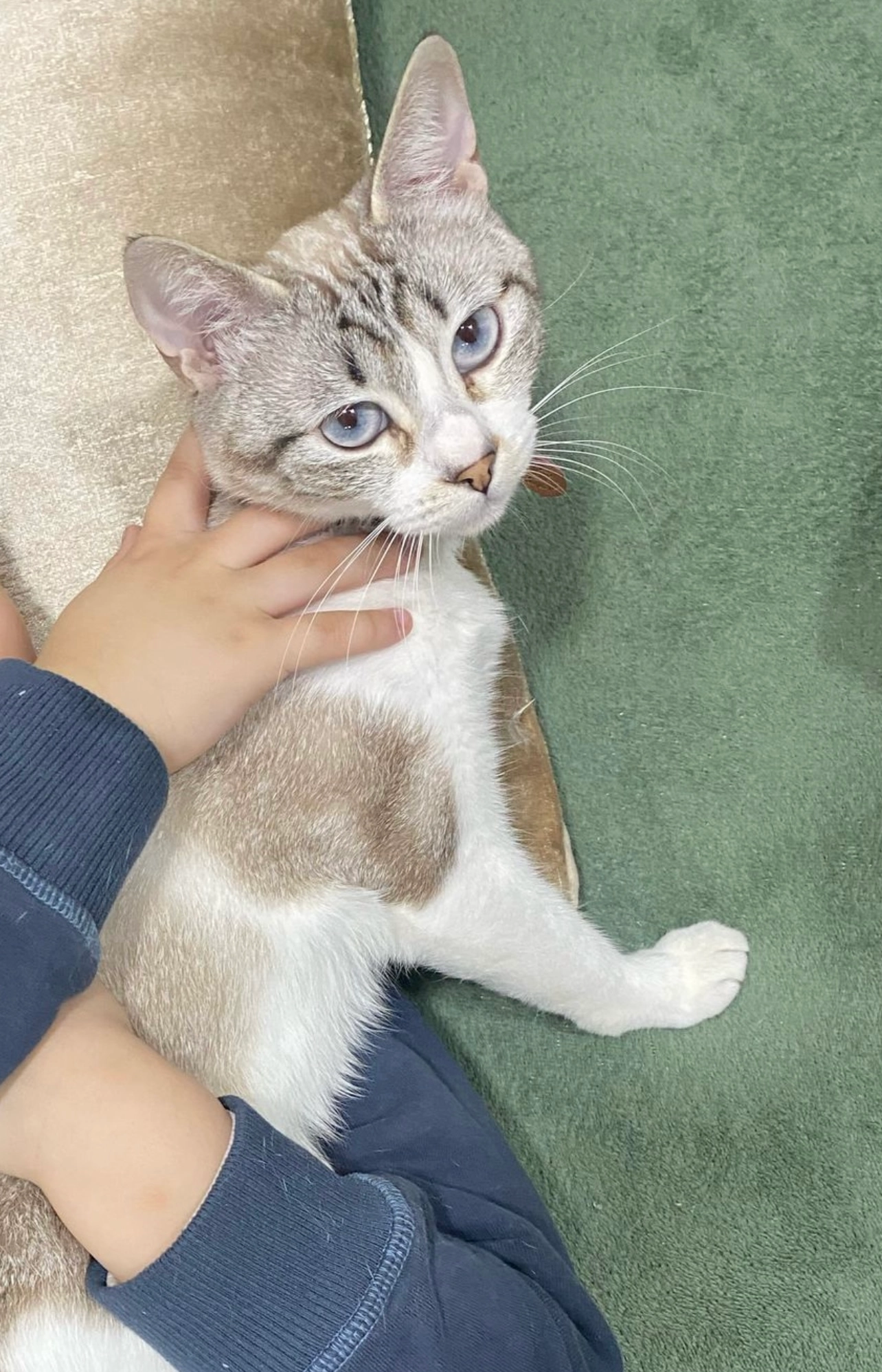 mishifu - Avinguda del Torrent Gornal, L'Hospitalet de Llobregat