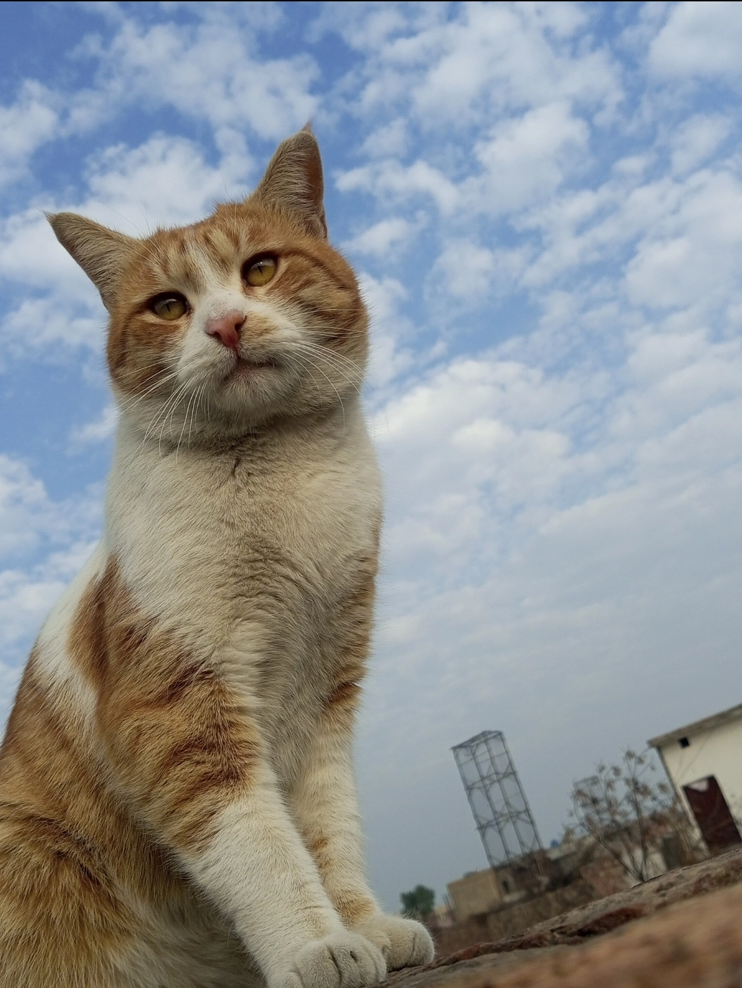 Daggu - Rehmanpura colony, Lahore