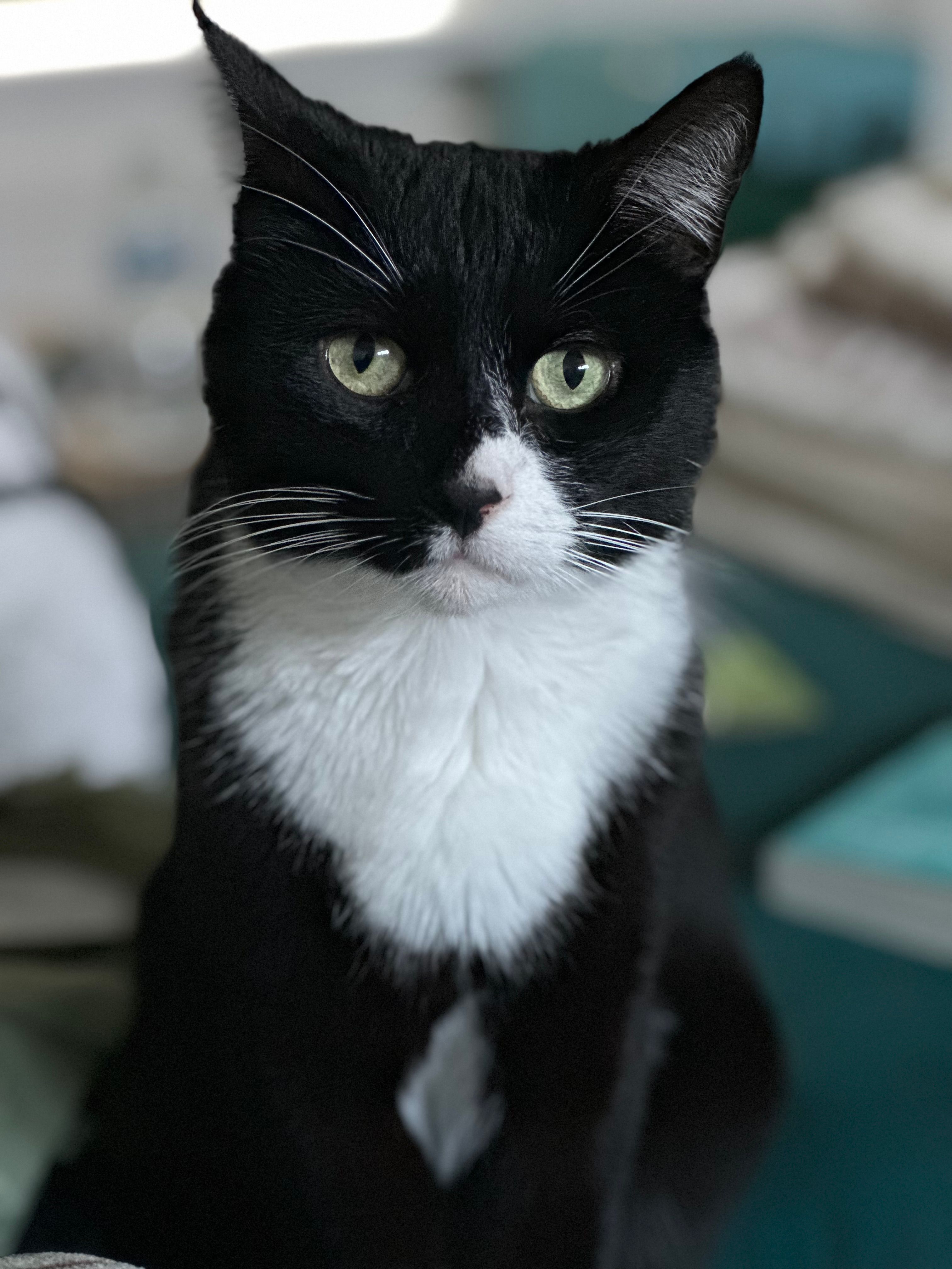 Alfie - Holtdale Avenue, Leeds