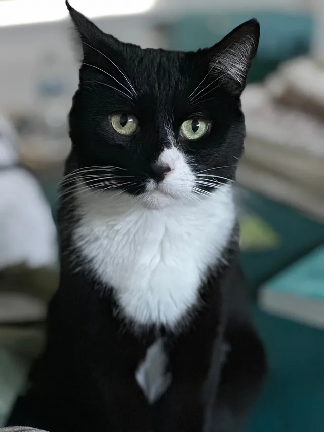 Alfie - Holtdale Avenue, Leeds