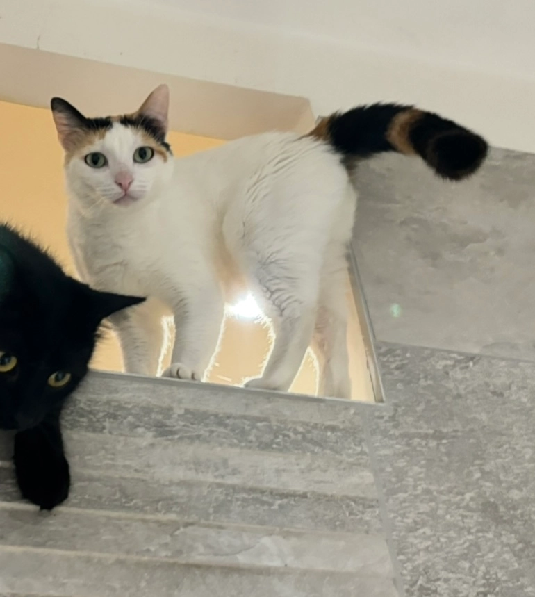 Neve - Rue Du Maréchal Fayolle, Angoulême