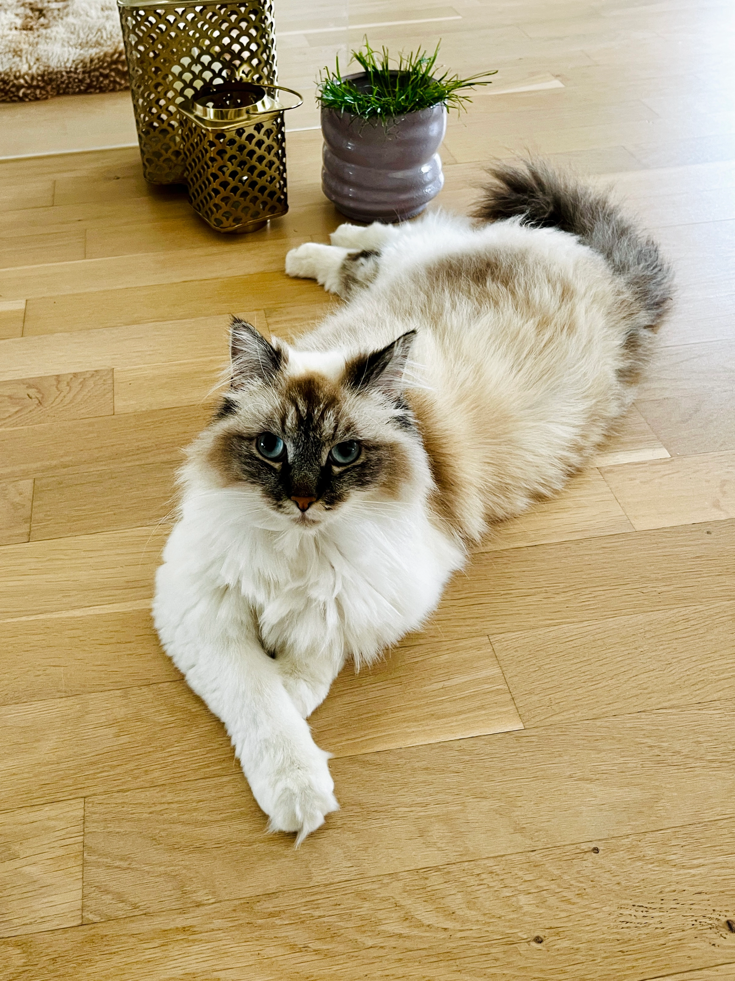 Olive - Pappelallee, Achern