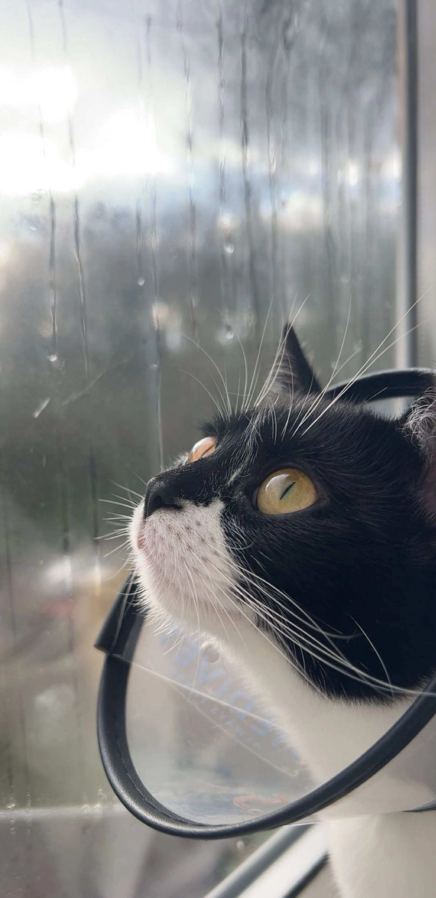 Bella - Tongwynlais, Cardiff