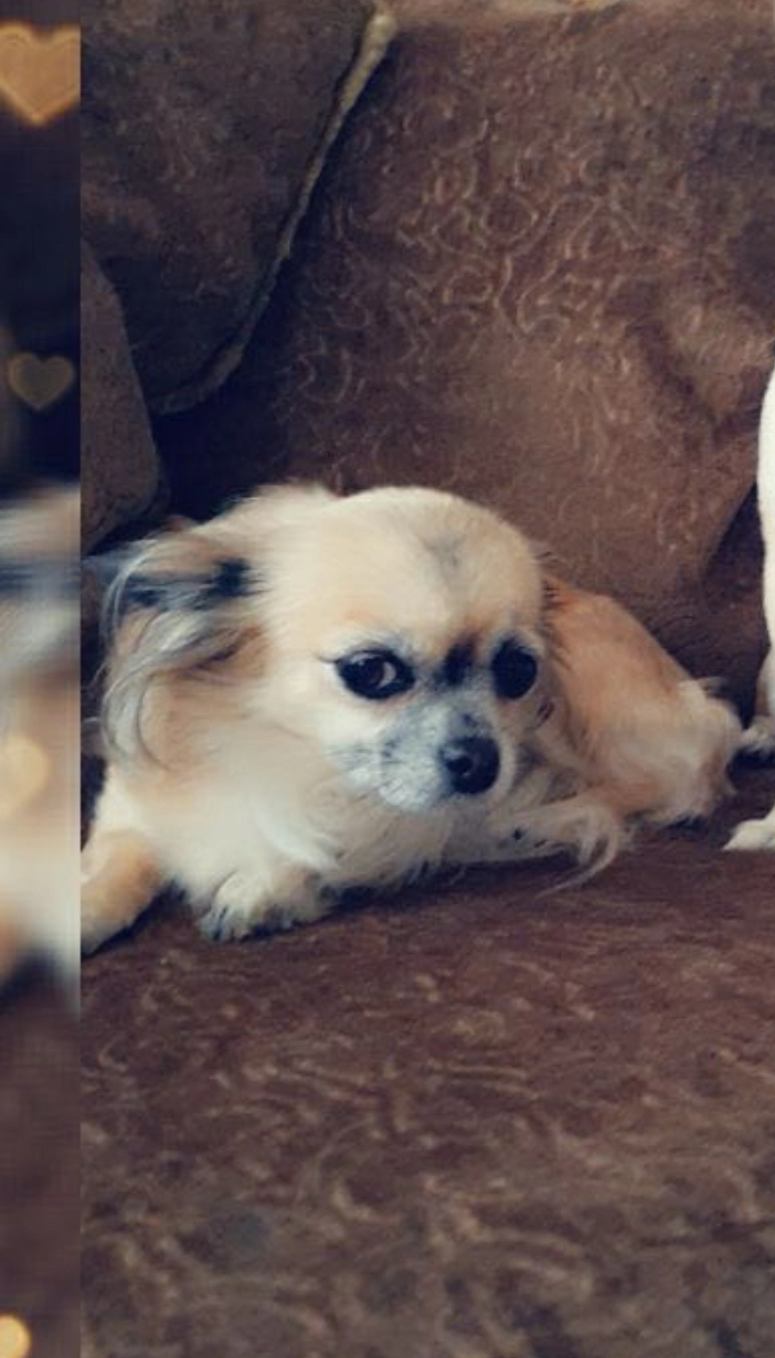 Pipi - Thuisbrunn, Gräfenberg