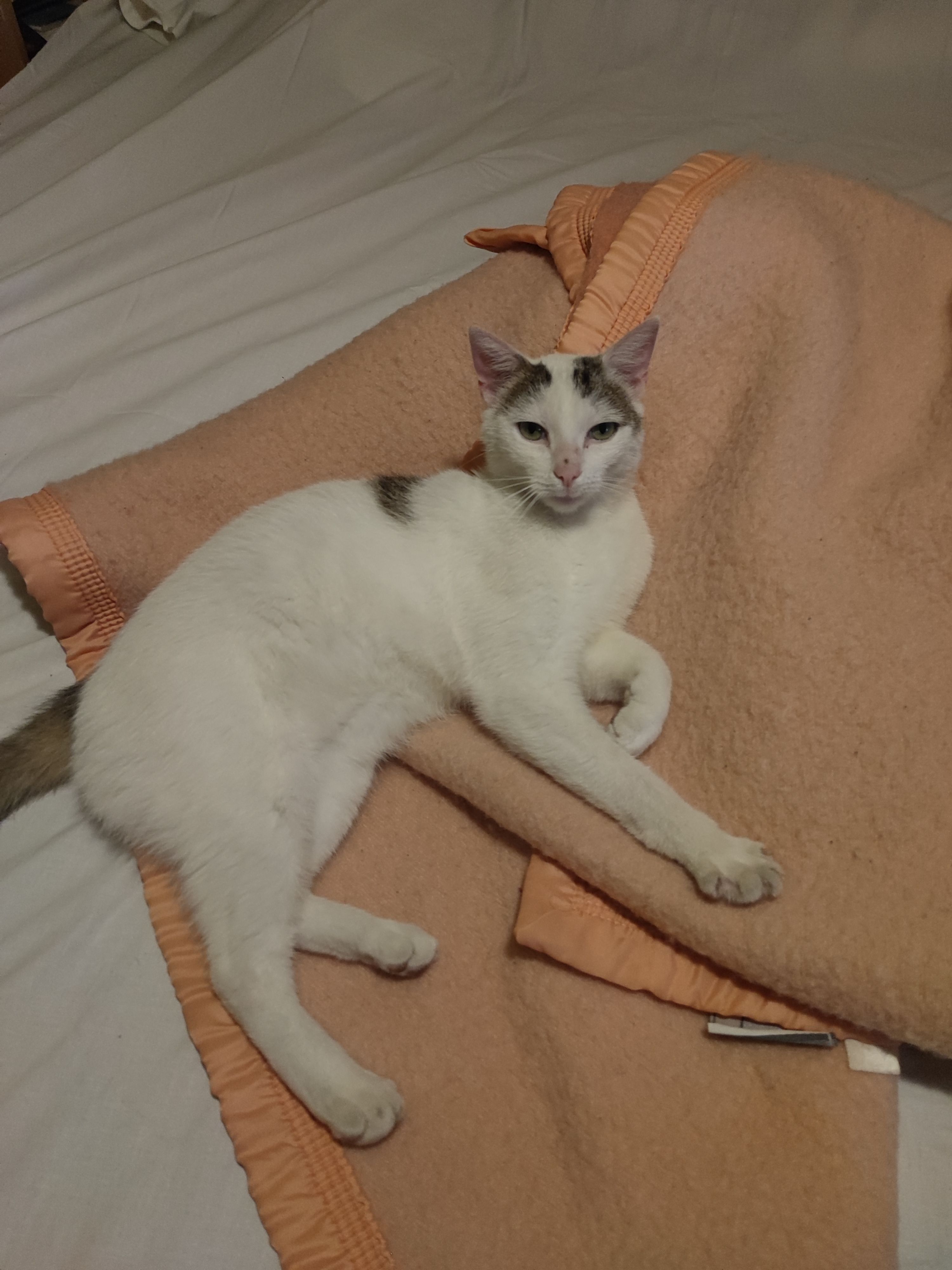 Câlin  - Place Bretagne, Romilly-sur-Seine