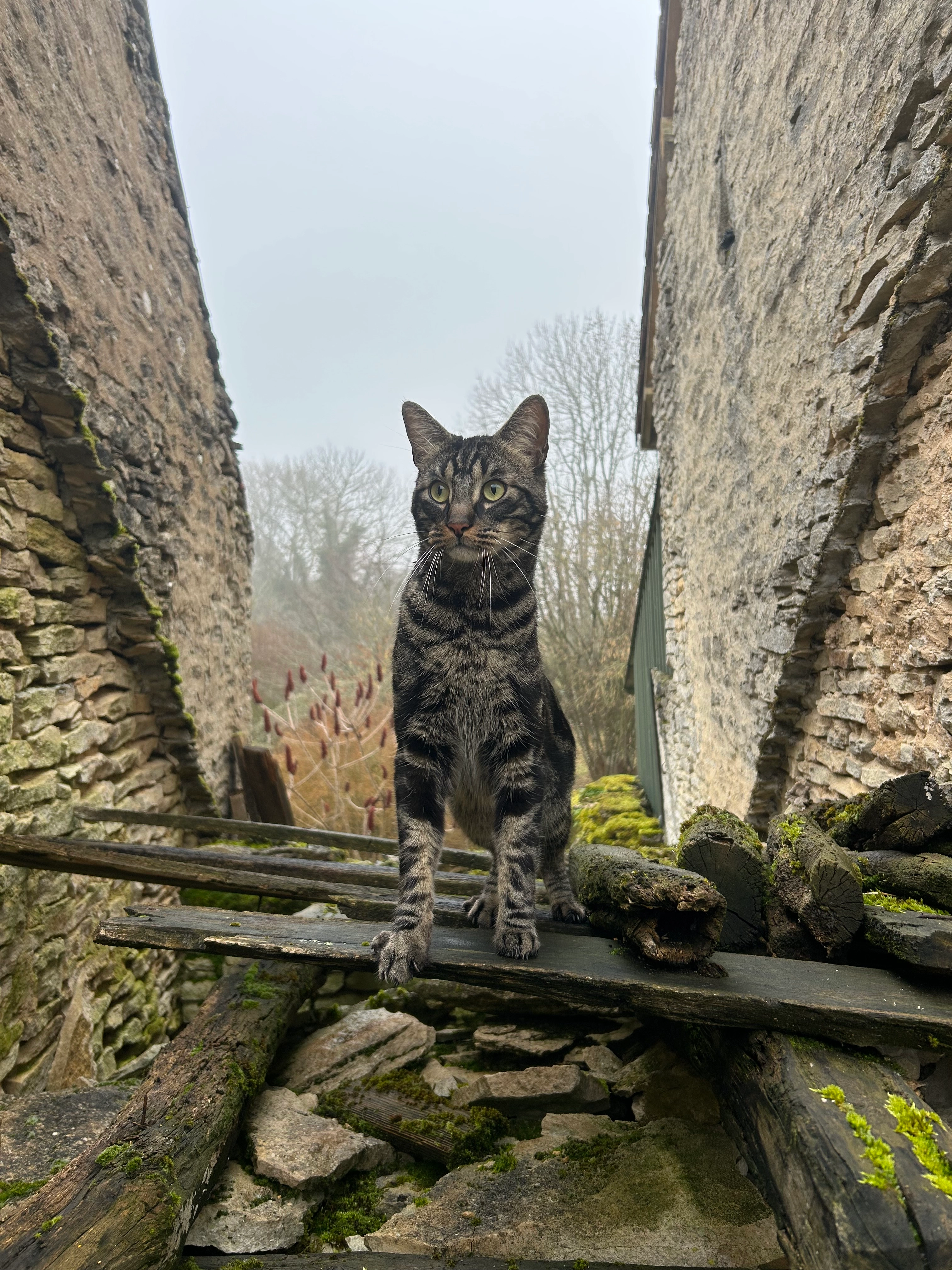 Salto - Rue Champ Rond Cestre, Saint-Martin-du-Mont