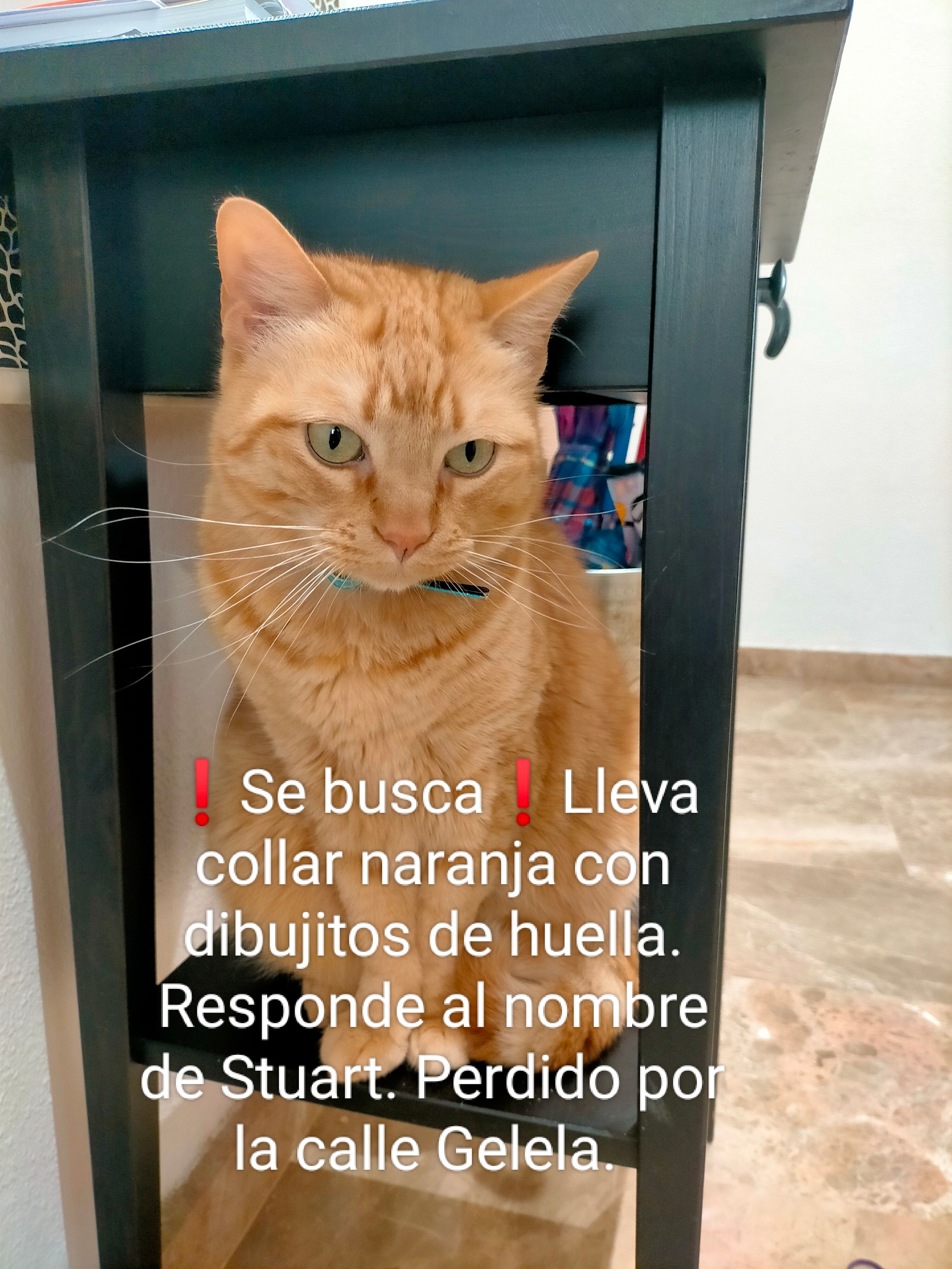 Stuart  - Calle de la Gelela, Villena