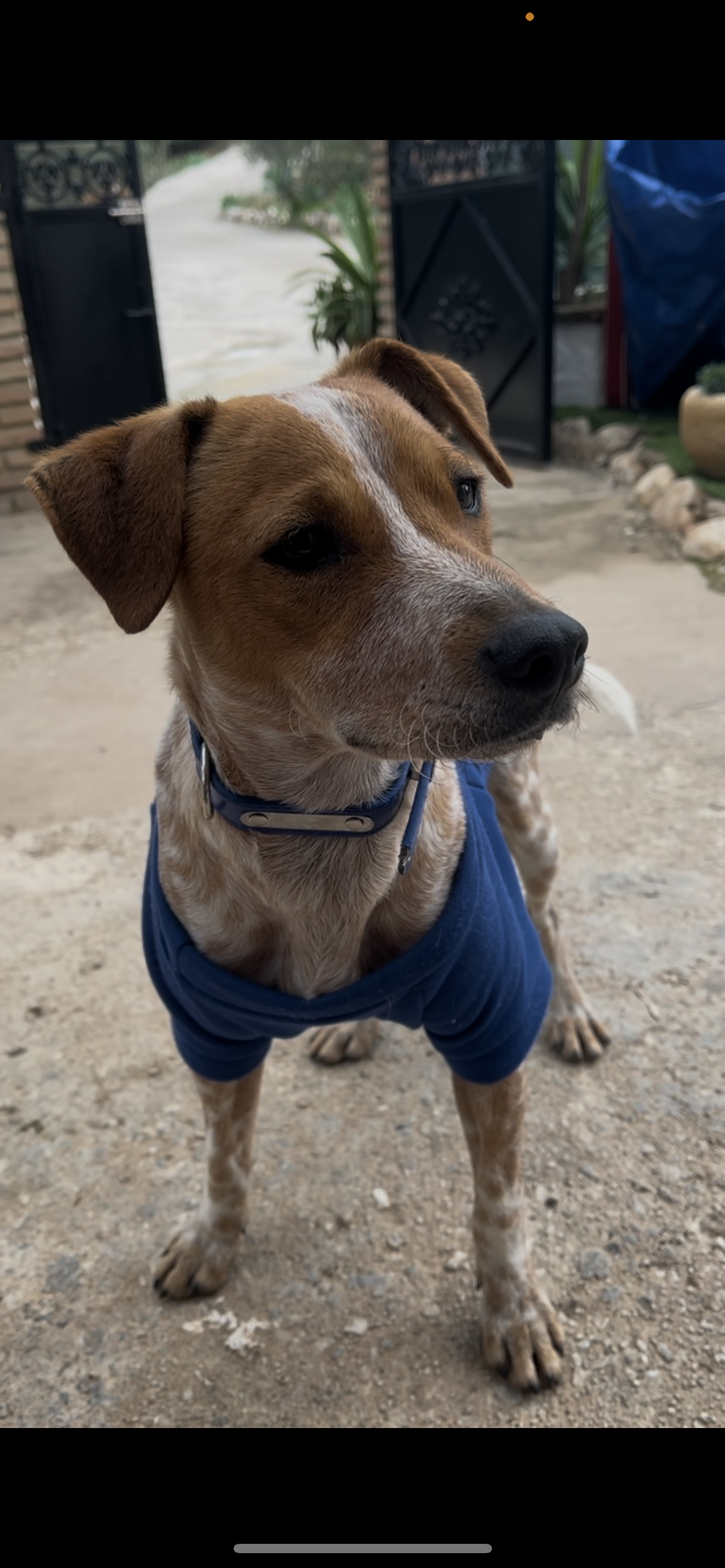 Farru - Alquería, Mijas