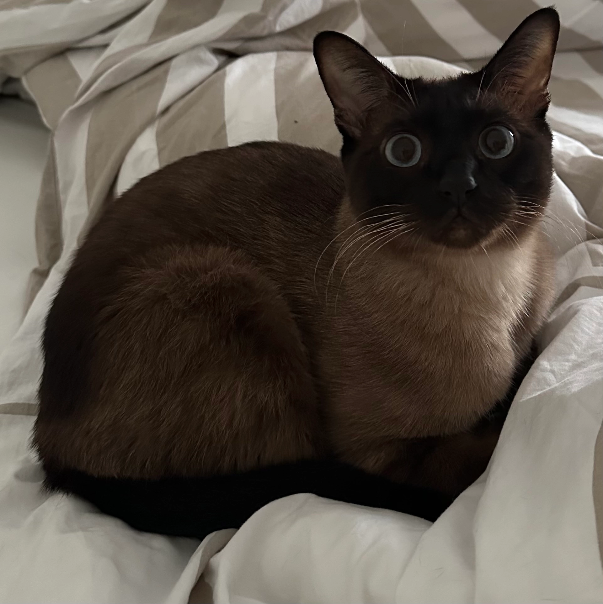 Coco  - Brunhildweg, Lorsch