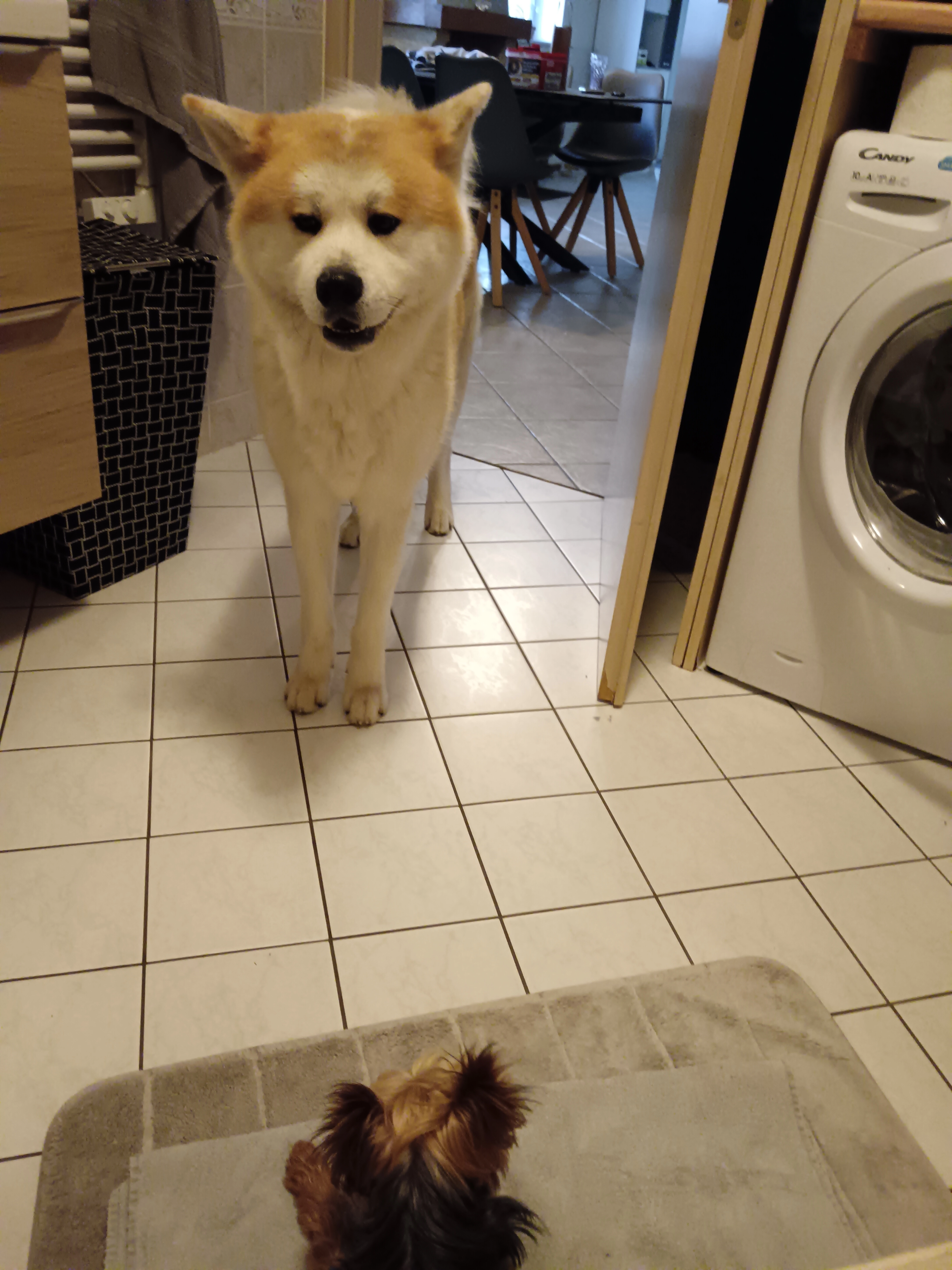 Snouki - 67650, Dieffenthal