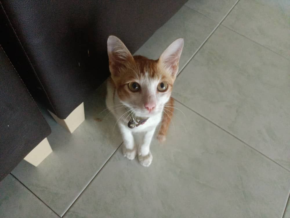 Tiger - Jalan Idaman 2, Kluang