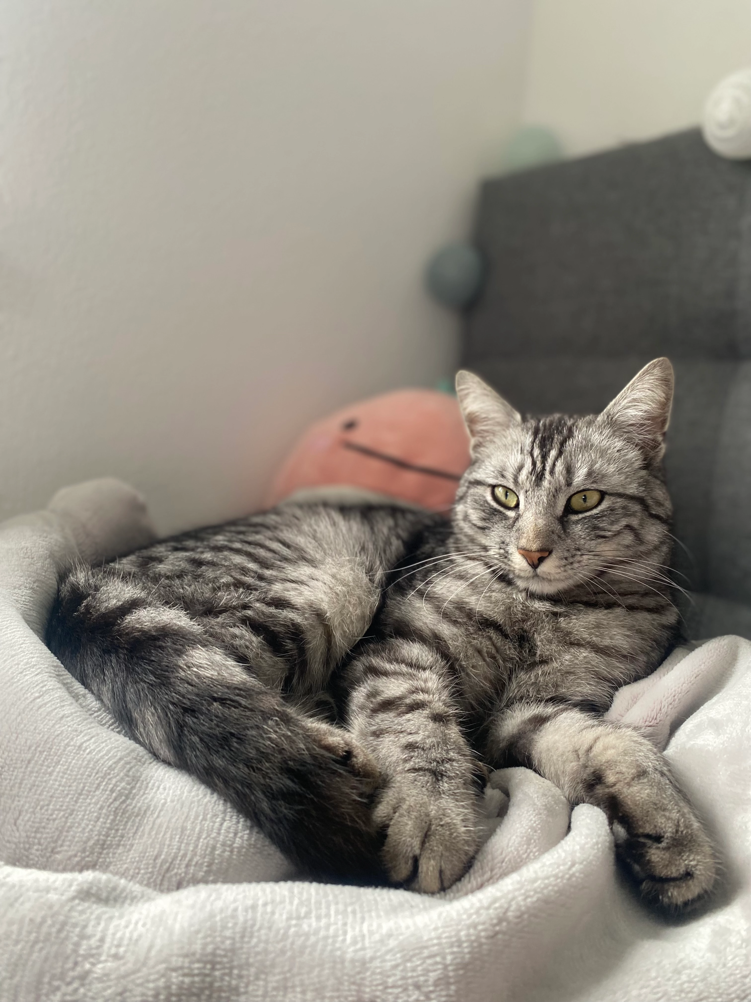 Tommy - Teichstraße, Weichering