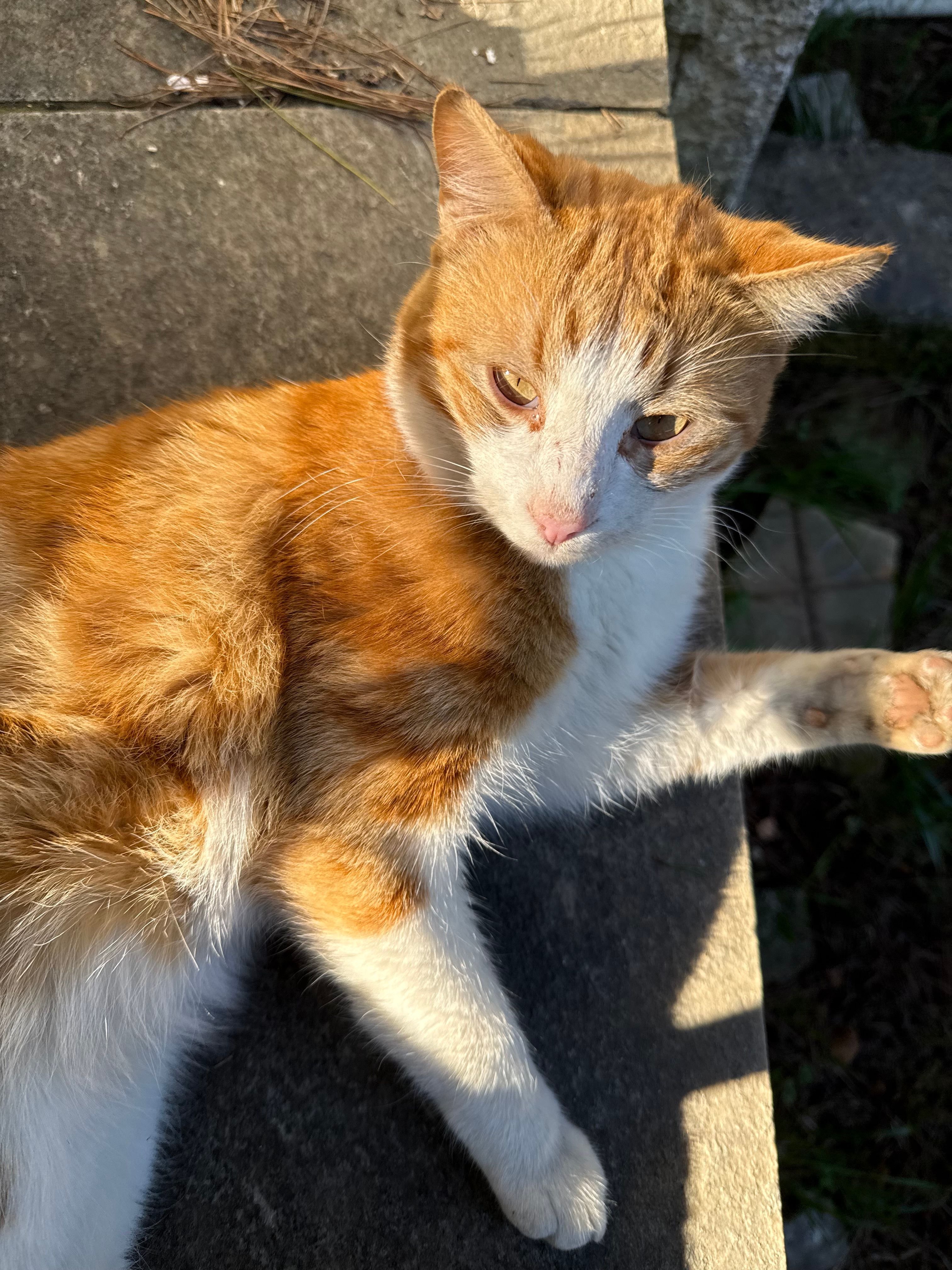 Faucet - Λυκούργου, Nea Ionia