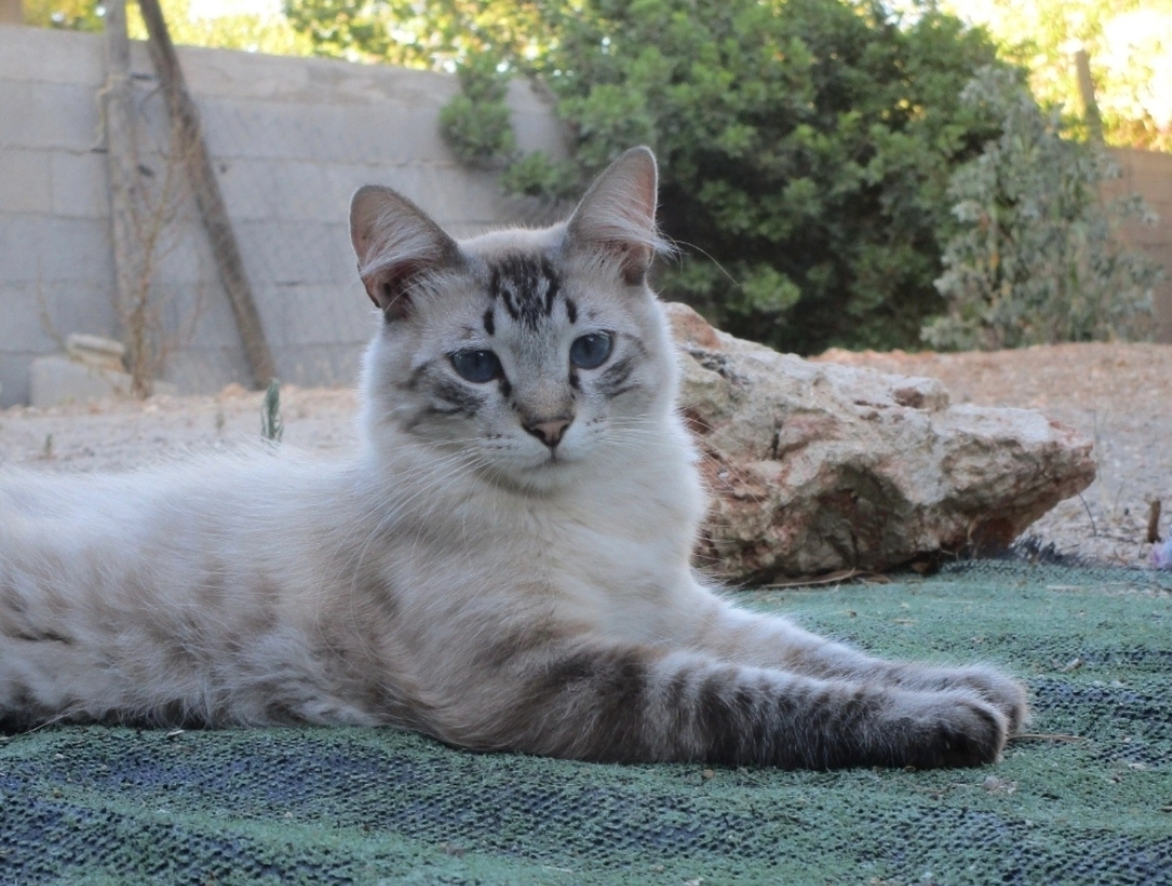 Mylo - Carrer dels Castanyers, Sant Llorenç des Cardassar