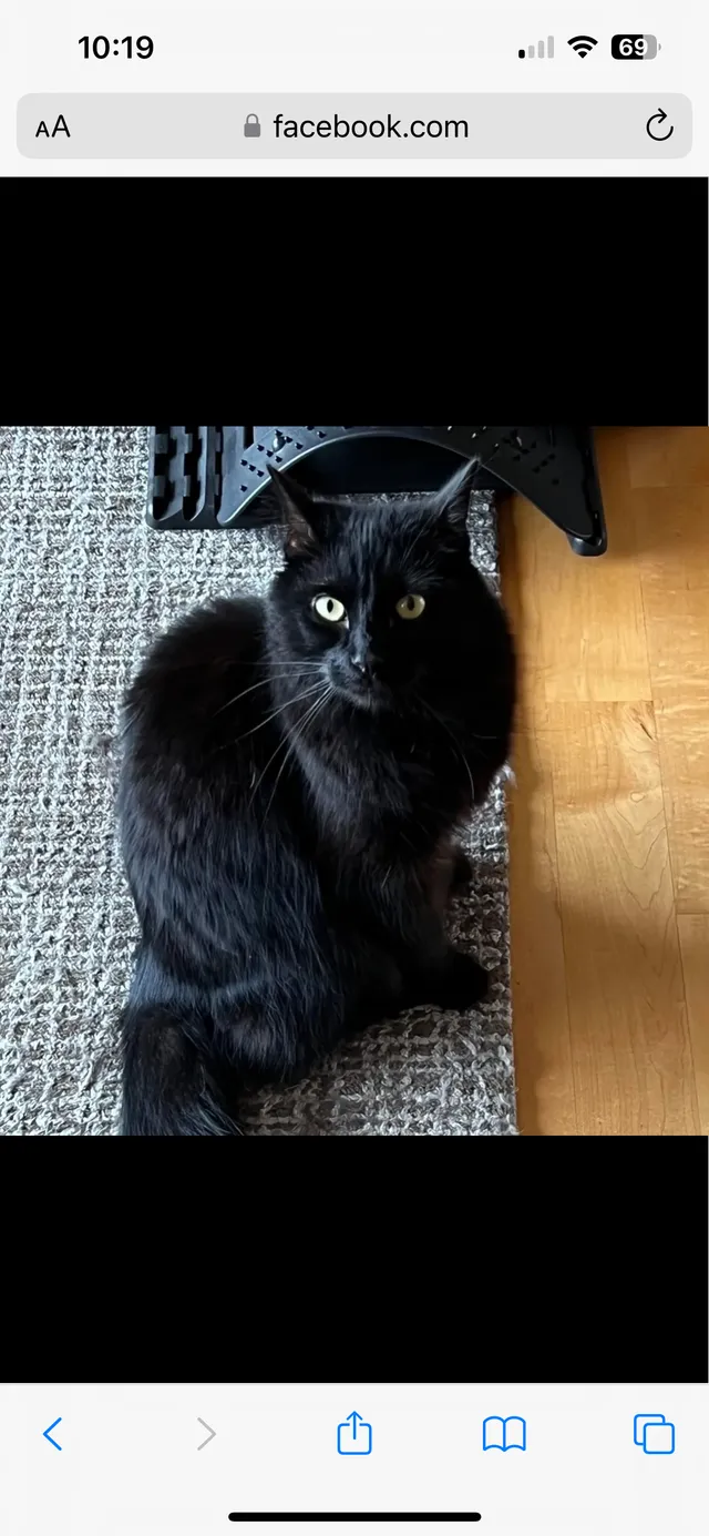 Binx - Via Valmonte, Torrance