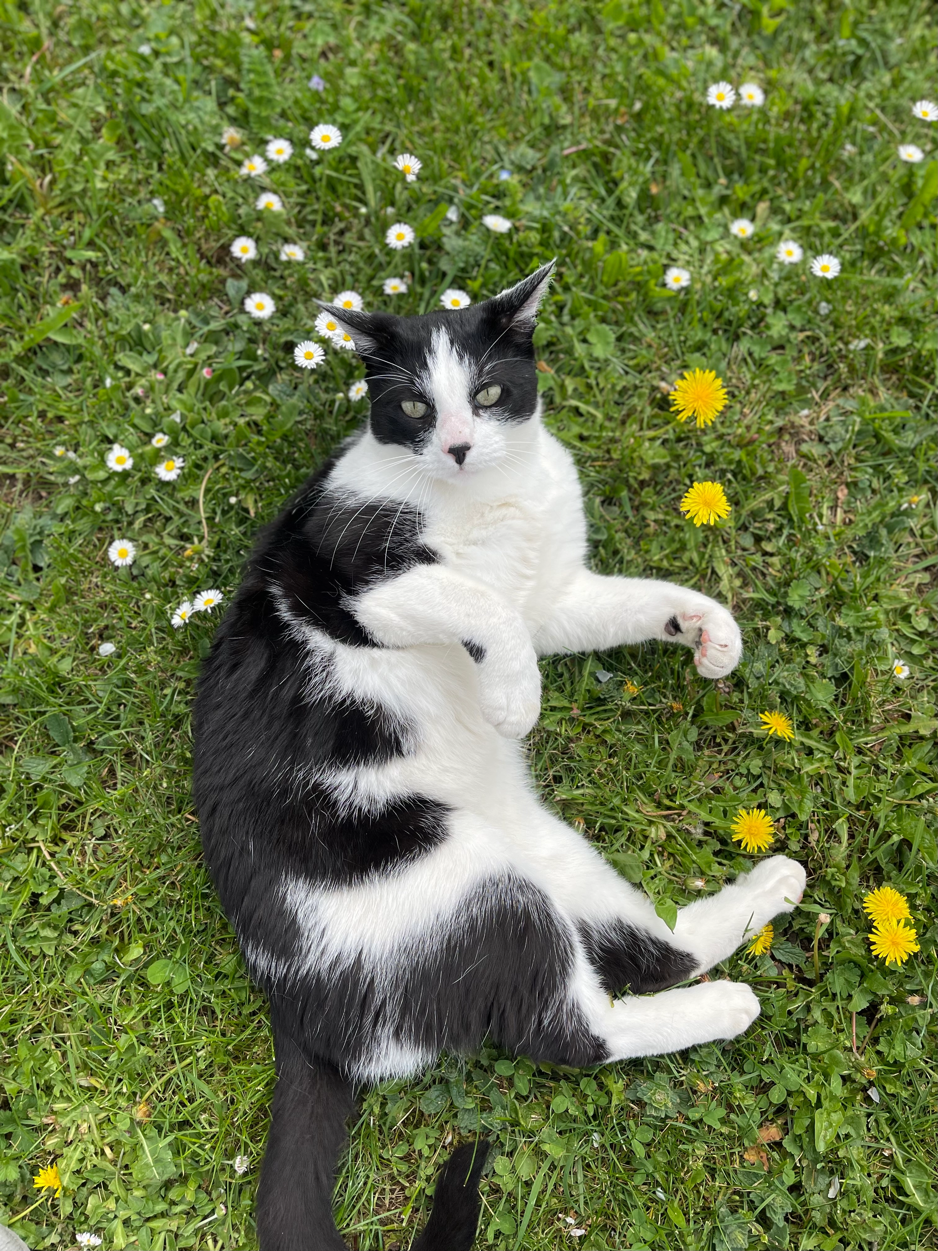 Papouf - 29A Rue de la République, Saint-Denis-en-Bugey