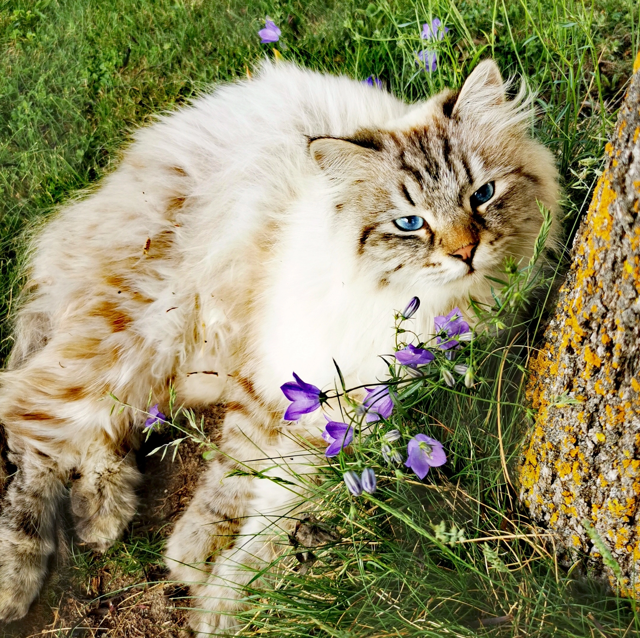 Phénix - Rue De Saladey, Erde