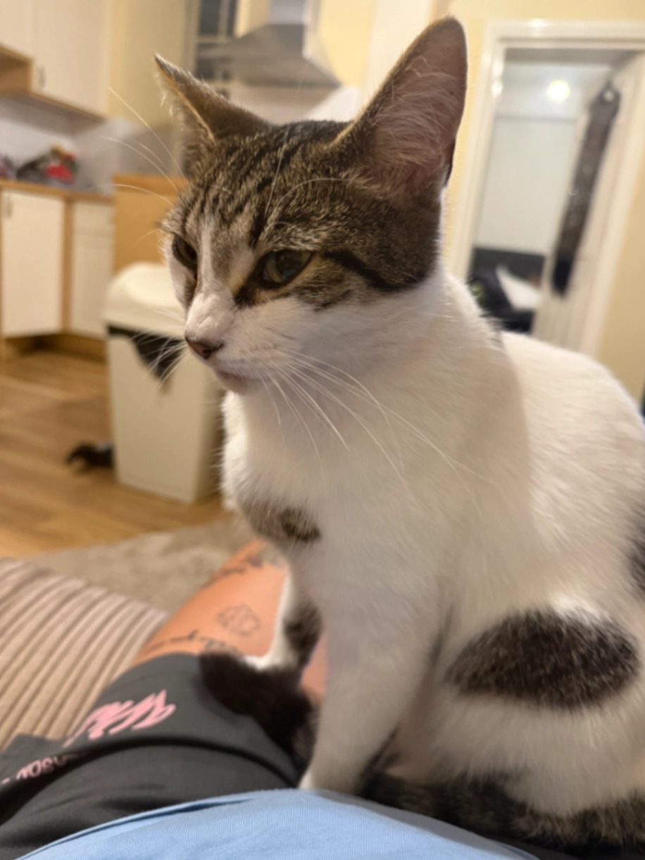 Gigi - Berkeley Street, Cheltenham